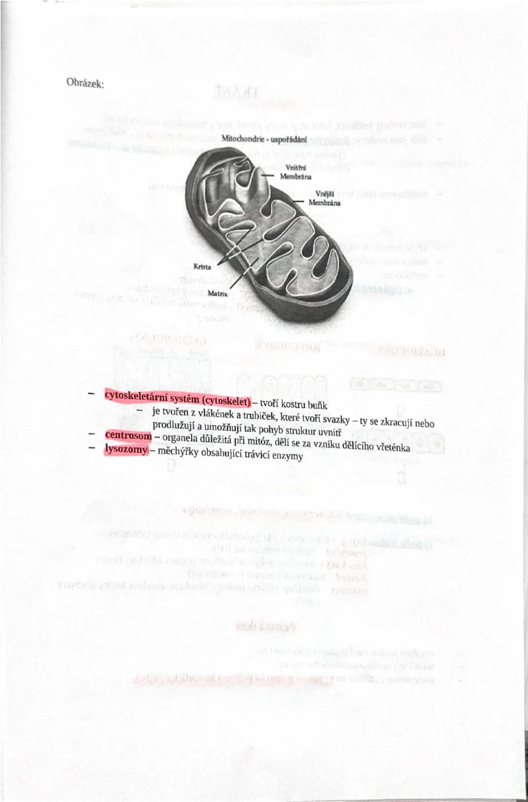 1
2) Stavba lidského organismu - buňka => organismus, tkáně lidského těla
Hierarchické uspořádání těla - organismus (celek všech orgánových 