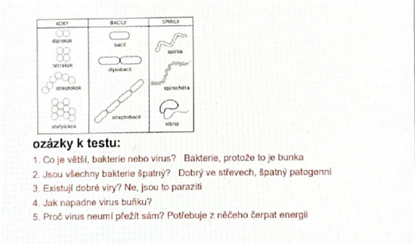 # Viry a Bakterie

1.Viry

- nebuněčná částice o velikosti 15-390mm
- nitrobuněční parazitě neumí sami přežít

**onemocnění:**

- člověk: ch