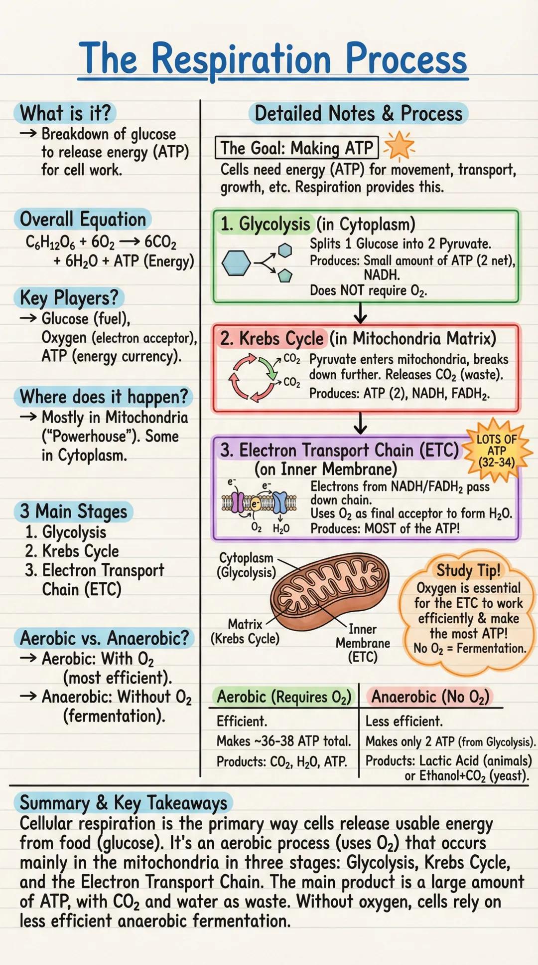 # The Respiration Process

What is it?

→ Breakdown of glucose
to release energy (ATP)
for cell work.

Overall Equation
C6H12O6 +602→ 6CO2
+