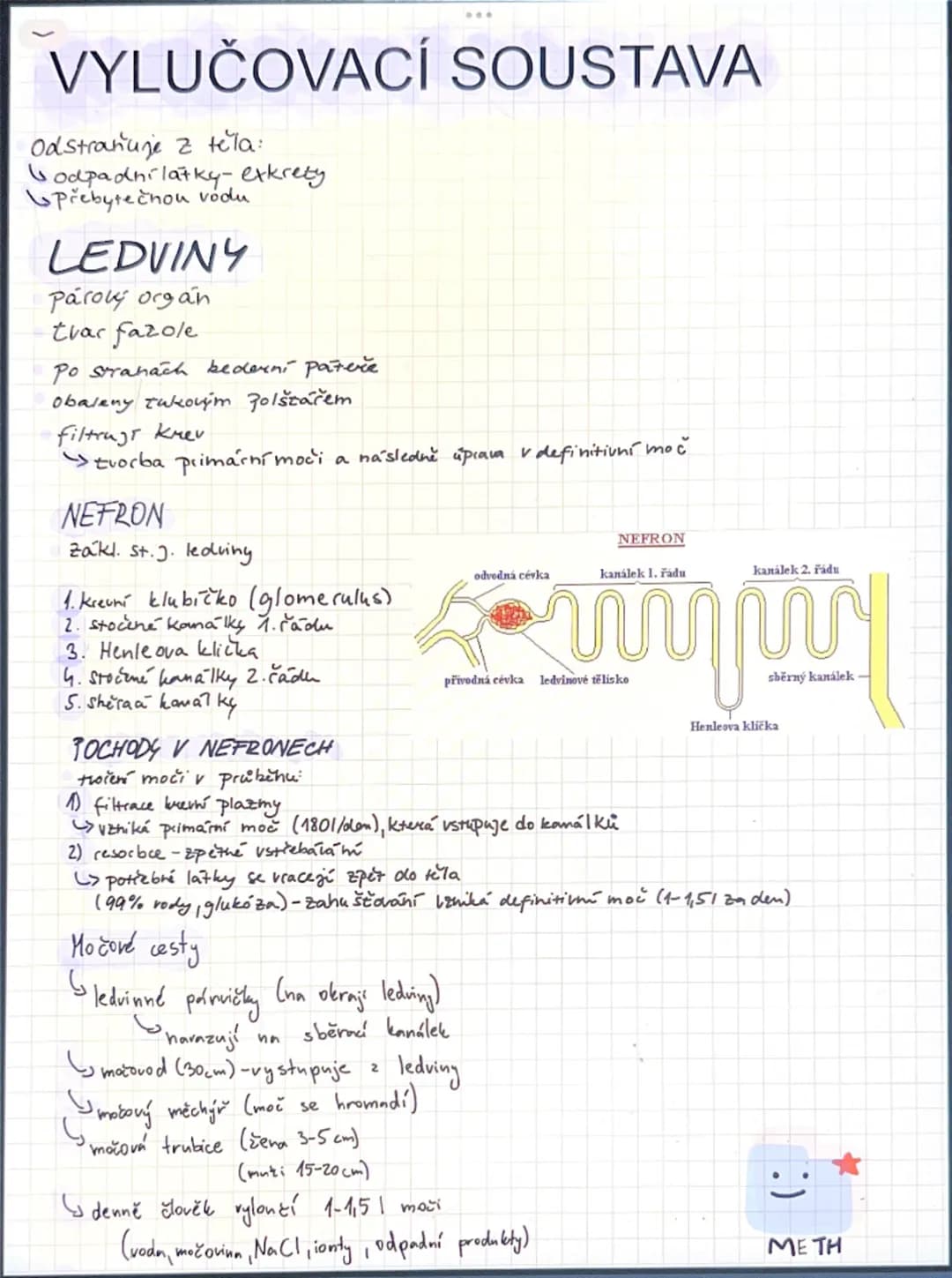 # VYLUČOVACÍ SOUSTAVA

Odstraňuje z těla:
- odpadní látky-exkrety
- přebytečnou vodu

# LEDVINY

Párový orgán
tvar fazole

Po stranách beder