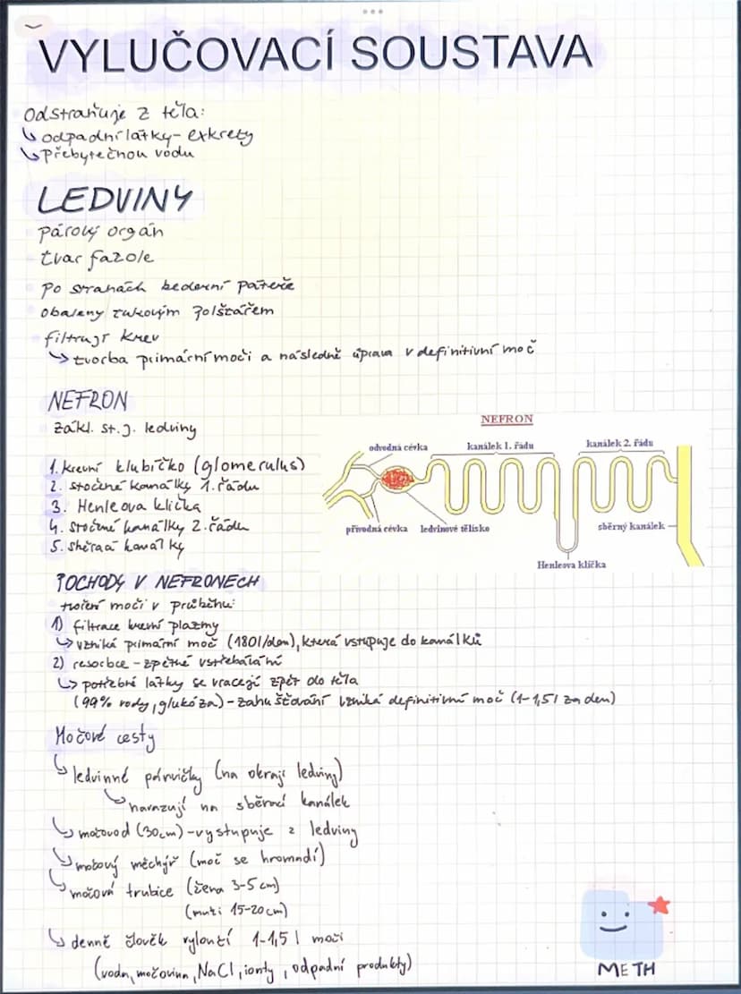 # VYLUČOVACÍ SOUSTAVA

Odstraňuje z těla:
- odpadní látky-exkrety
- přebytečnou vodu

# LEDVINY

Párový orgán
tvar fazole

Po stranách beder