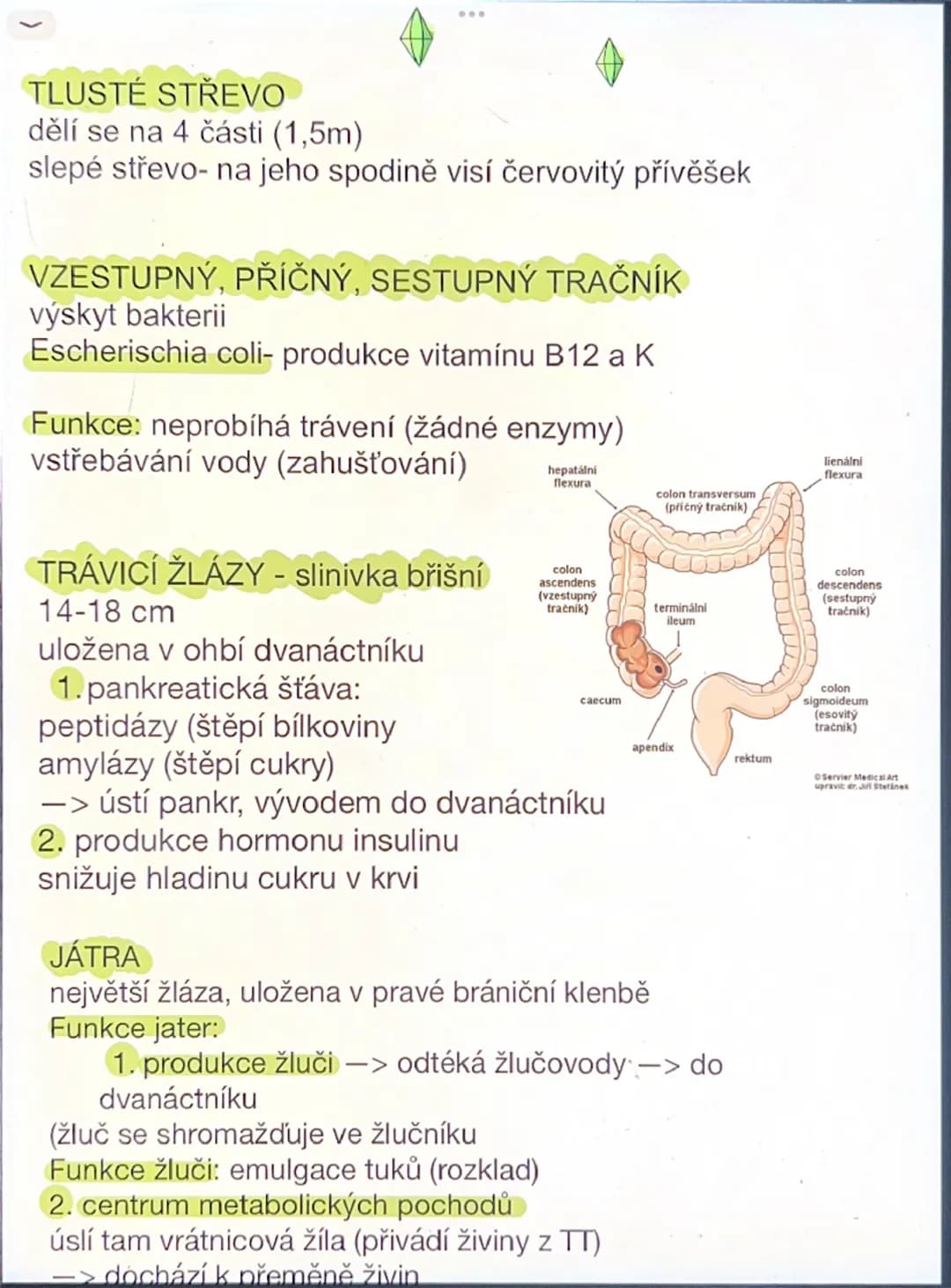 # Dýchací soustava

- výměny plynů O$_2$, CO$_2$
- Dýchací cesty:
- horní dutina nosní, dutina ústní horní
- nosohltan (část hltanu), ústí E