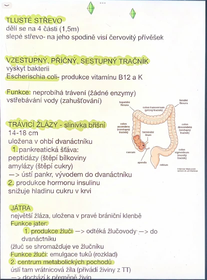 # Dýchací soustava

- výměny plynů O$_2$, CO$_2$
- Dýchací cesty:
- horní dutina nosní, dutina ústní horní
- nosohltan (část hltanu), ústí E
