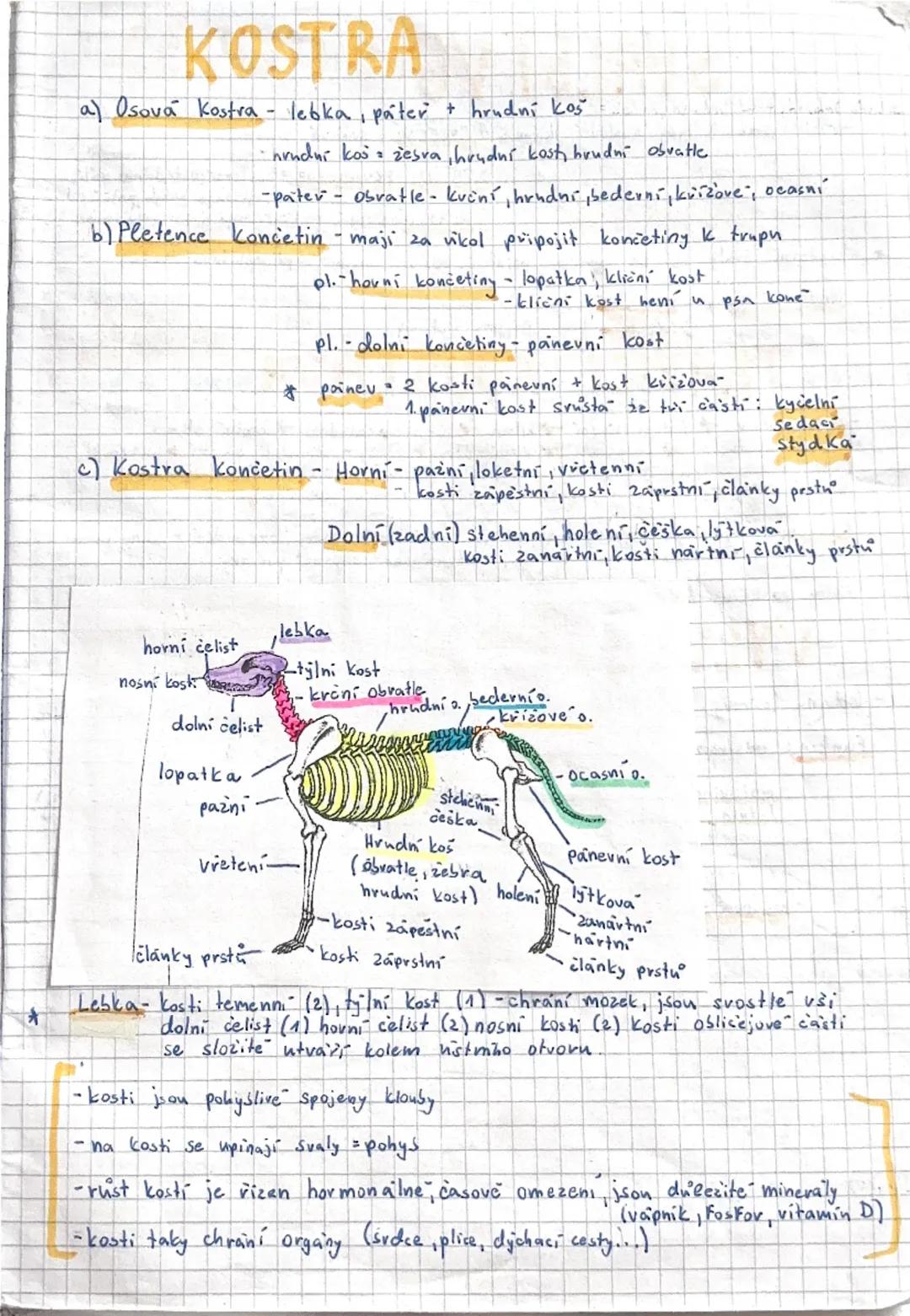 # SAVCI

Vývoj savcu:
- objevují se koncem triasu v druhohovach
-jsou to hmyzožravci, žijících ve skupinách
(v novach) = pruni
- největší vo