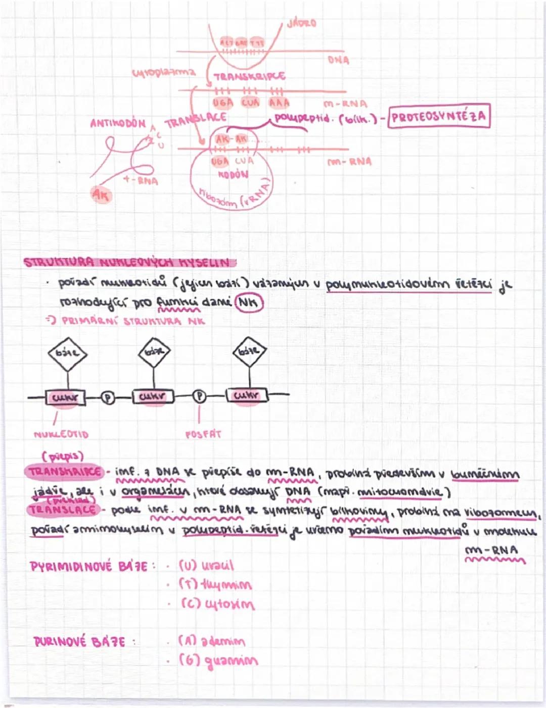 --- OCR Start ---
NUMLEDTID
DENTOAY,
DNA RNA
NUKLEOVE KYSELINY
N-glykosidická vaz
esterová vatos
whr + dusíkaté lodze + fajeat
NUKLEOSID
KOM