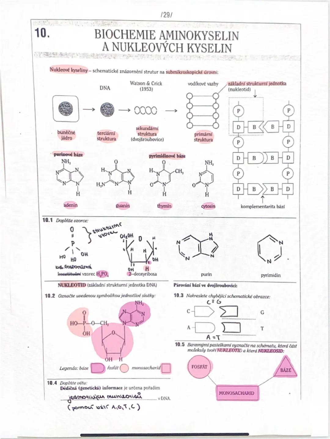 --- OCR Start ---
NUMLEDTID
DENTOAY,
DNA RNA
NUKLEOVE KYSELINY
N-glykosidická vaz
esterová vatos
whr + dusíkaté lodze + fajeat
NUKLEOSID
KOM