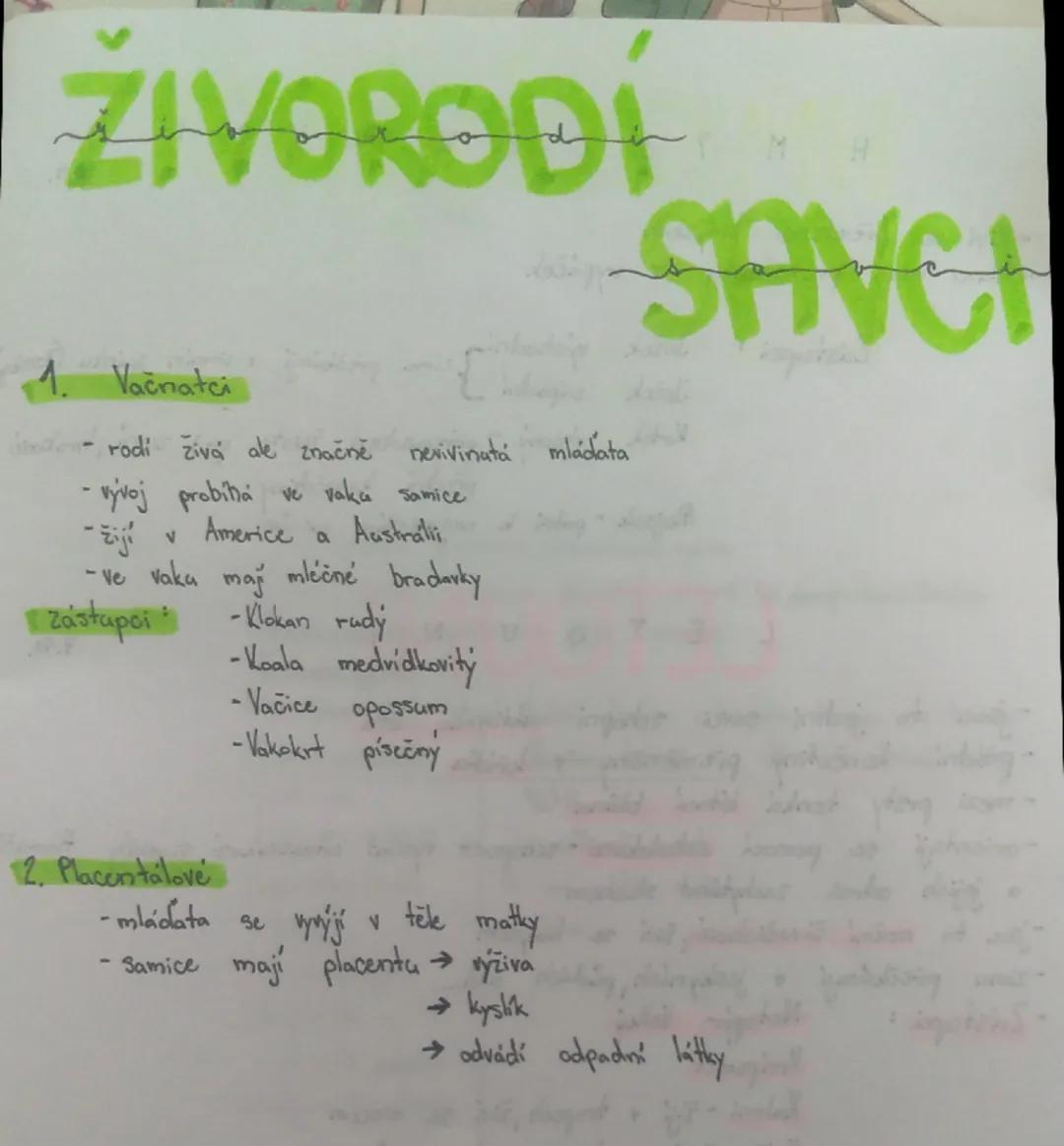 ## ŽIVORODI SAVCI

1. Vačnatci
- rodí živá ale značně nevivinatá mládata
- vývoj probíhá ve vaku samice
- žijí v Americe a Austrálii
- ve va