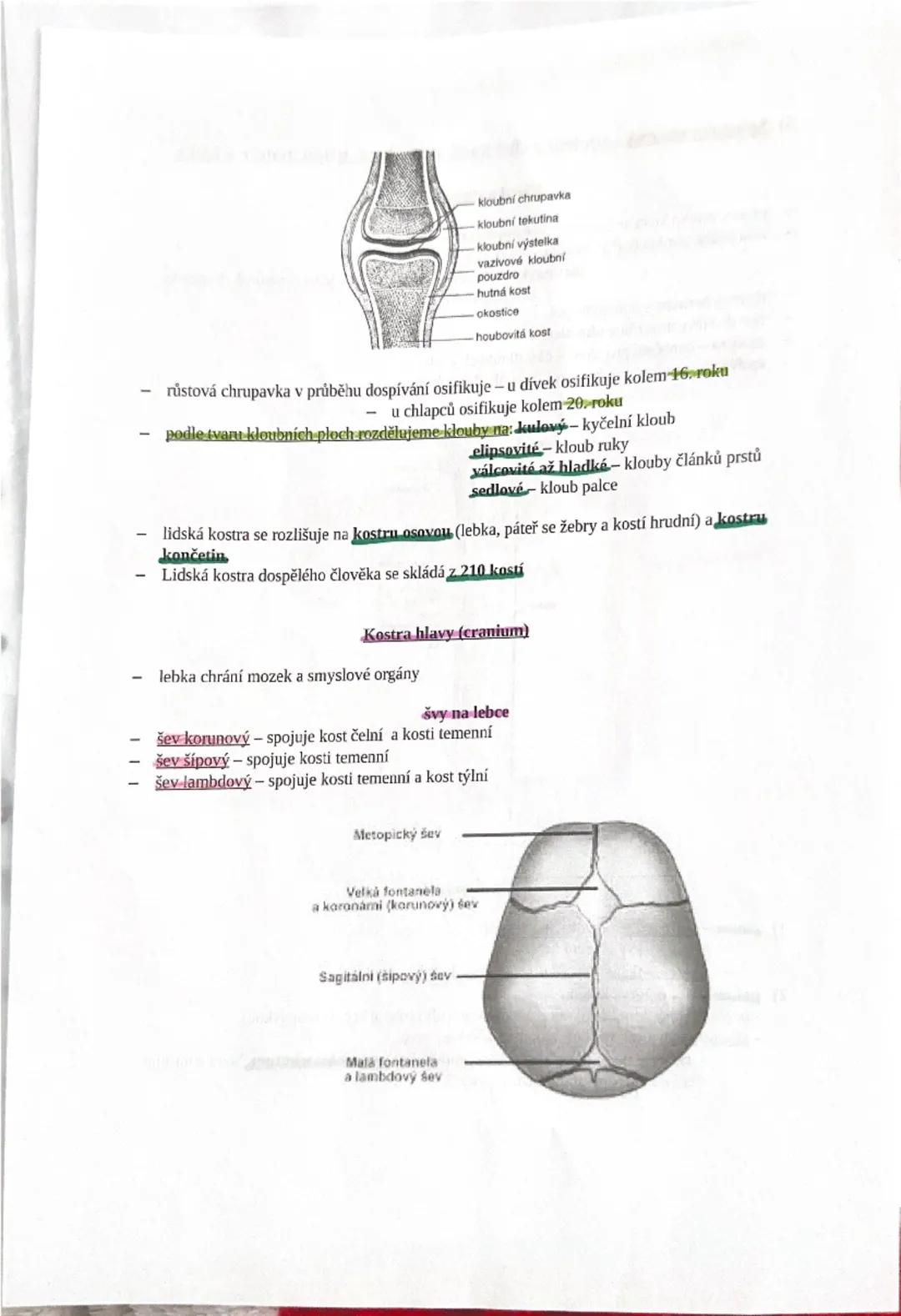 4) Soustava opěrná - funkce, stavba kostí, druhy kostí, popis horní a dolní
končetiny, poškození kostí
základem opěrné soustavy je kostra
FC
