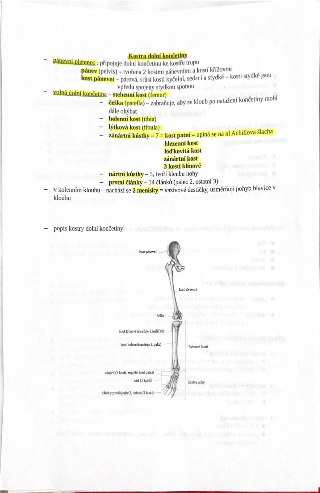 4) Soustava opěrná - funkce, stavba kostí, druhy kostí, popis horní a dolní
končetiny, poškození kostí
základem opěrné soustavy je kostra
FC