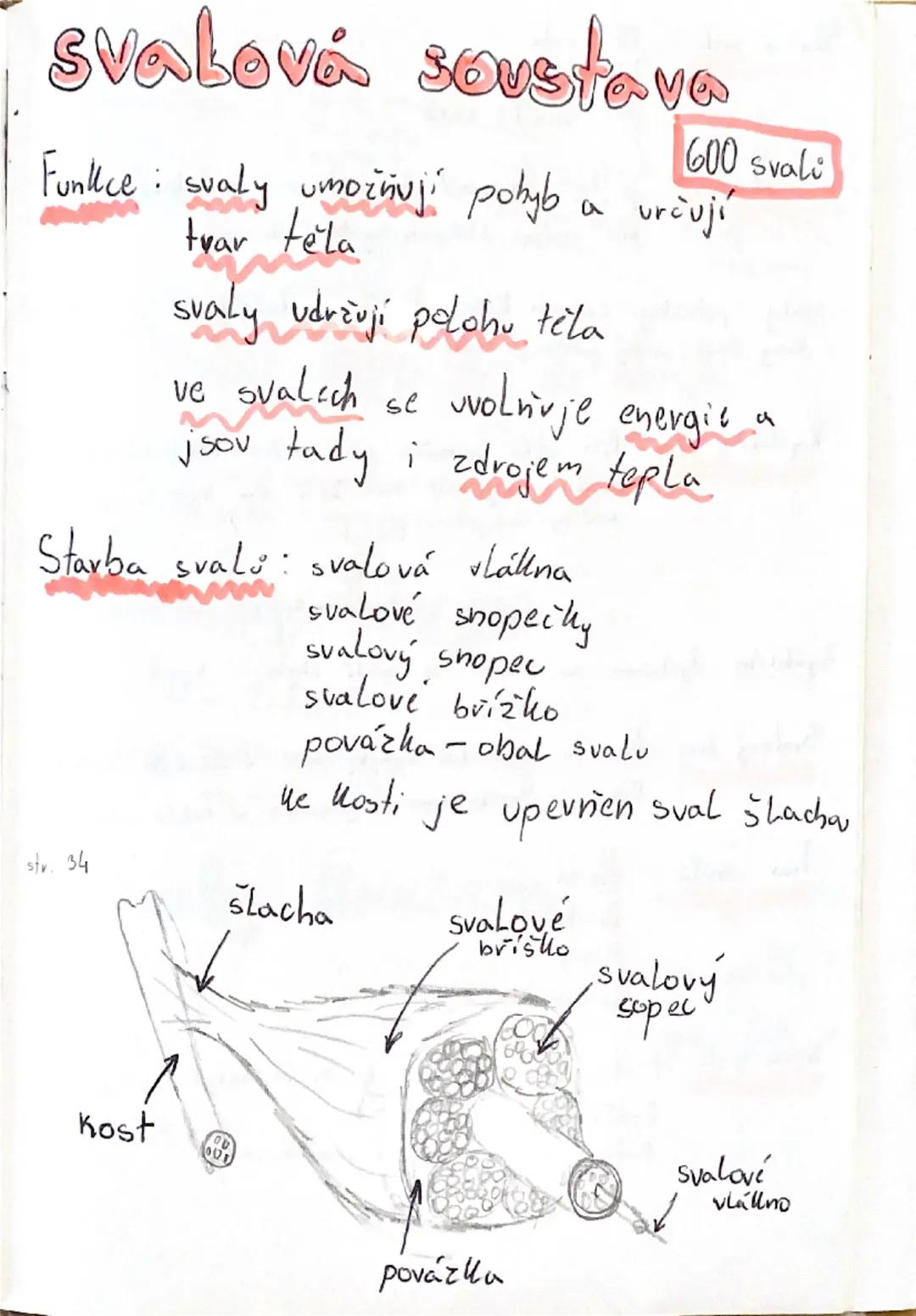 # svalová soustava

600 svali

Funkce: svaly umožňují pohyb a určují
tuar tela

svaly udržují polohu tela

ve svalich se uvolňuje energie a
