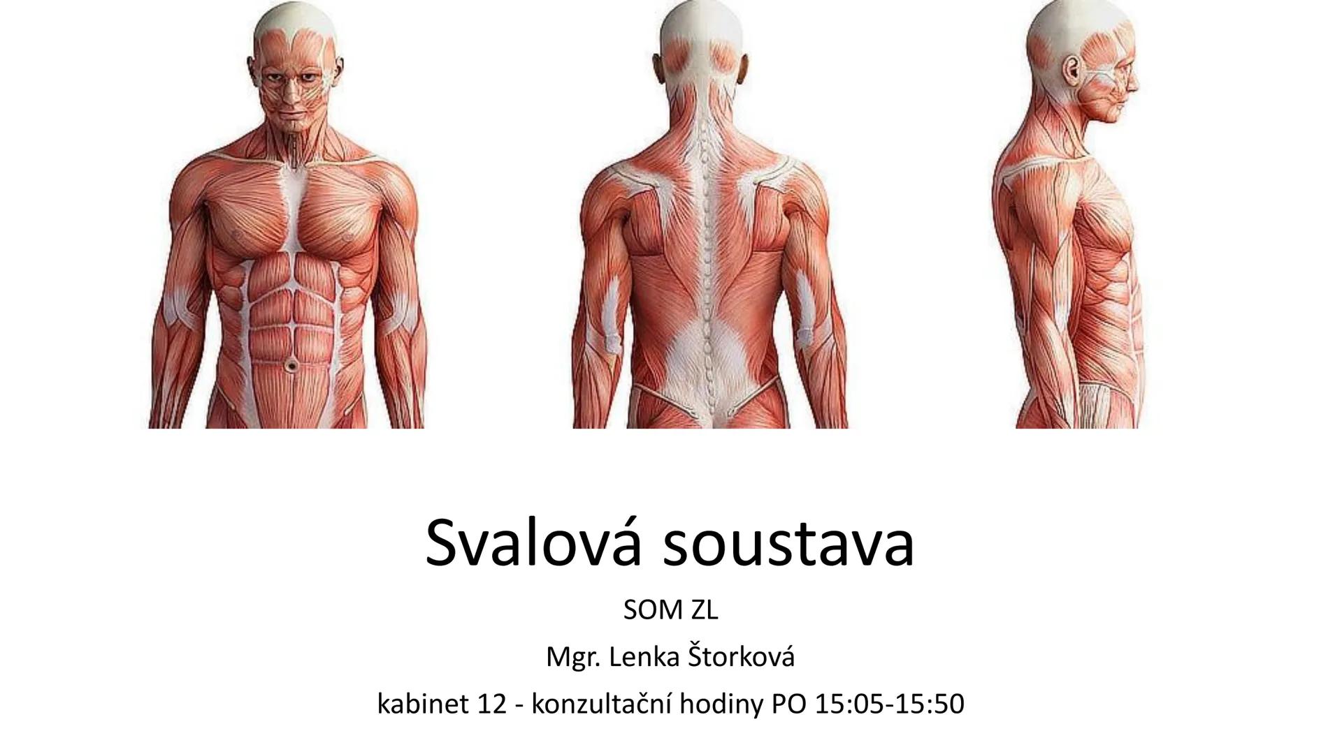 Svalová soustava

SOM ZL

Mgr. Lenka Štorková

kabinet 12 - konzultační hodiny PO 15:05-15:50 Svalová soustava

*   tvoří aktivní pohybový a