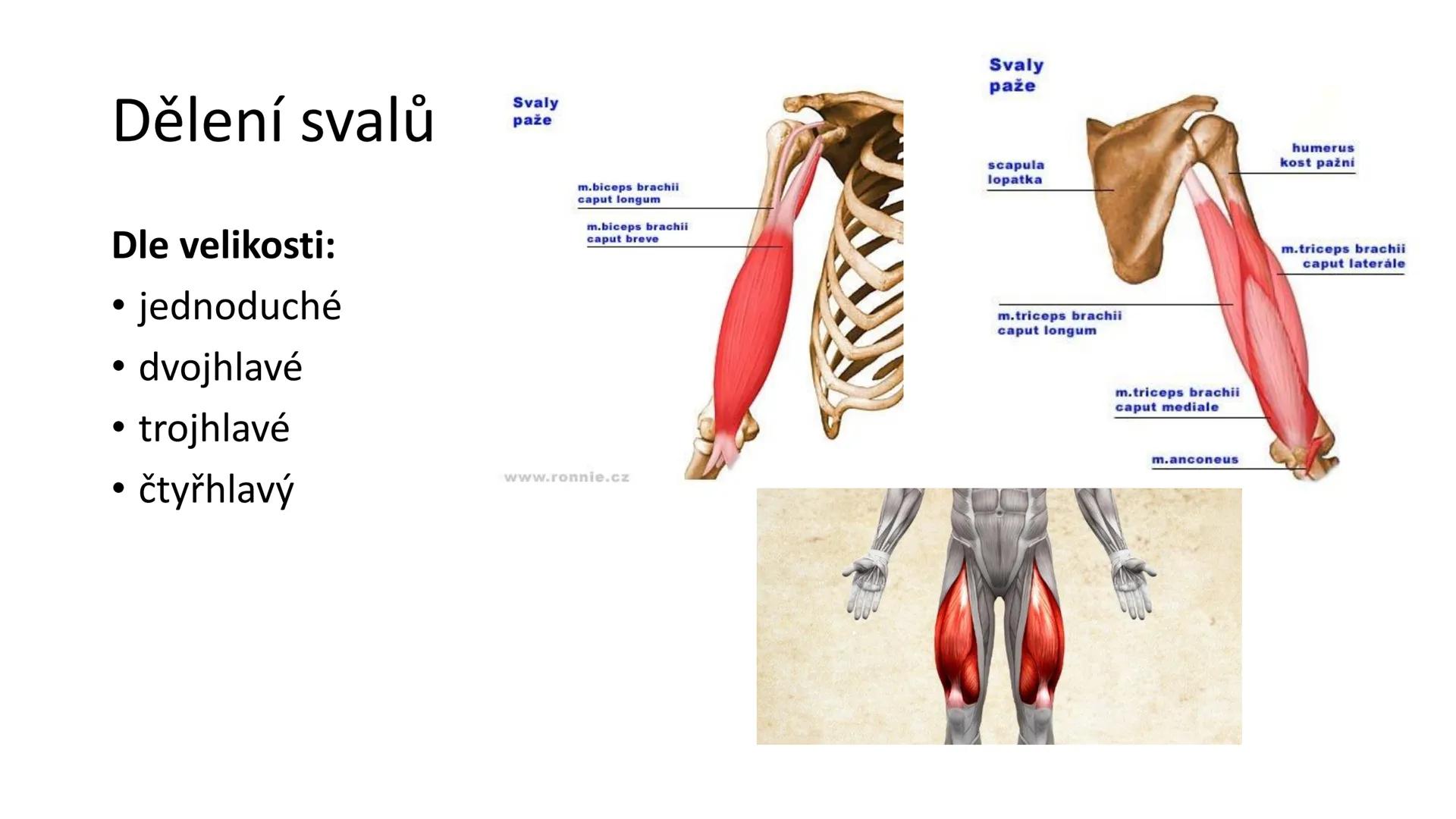Svalová soustava

SOM ZL

Mgr. Lenka Štorková

kabinet 12 - konzultační hodiny PO 15:05-15:50 Svalová soustava

*   tvoří aktivní pohybový a
