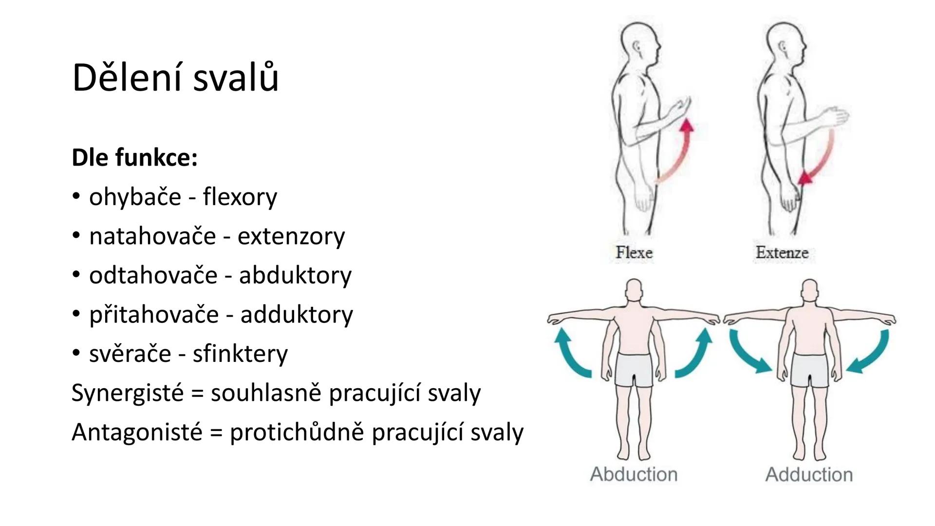 Svalová soustava

SOM ZL

Mgr. Lenka Štorková

kabinet 12 - konzultační hodiny PO 15:05-15:50 Svalová soustava

*   tvoří aktivní pohybový a