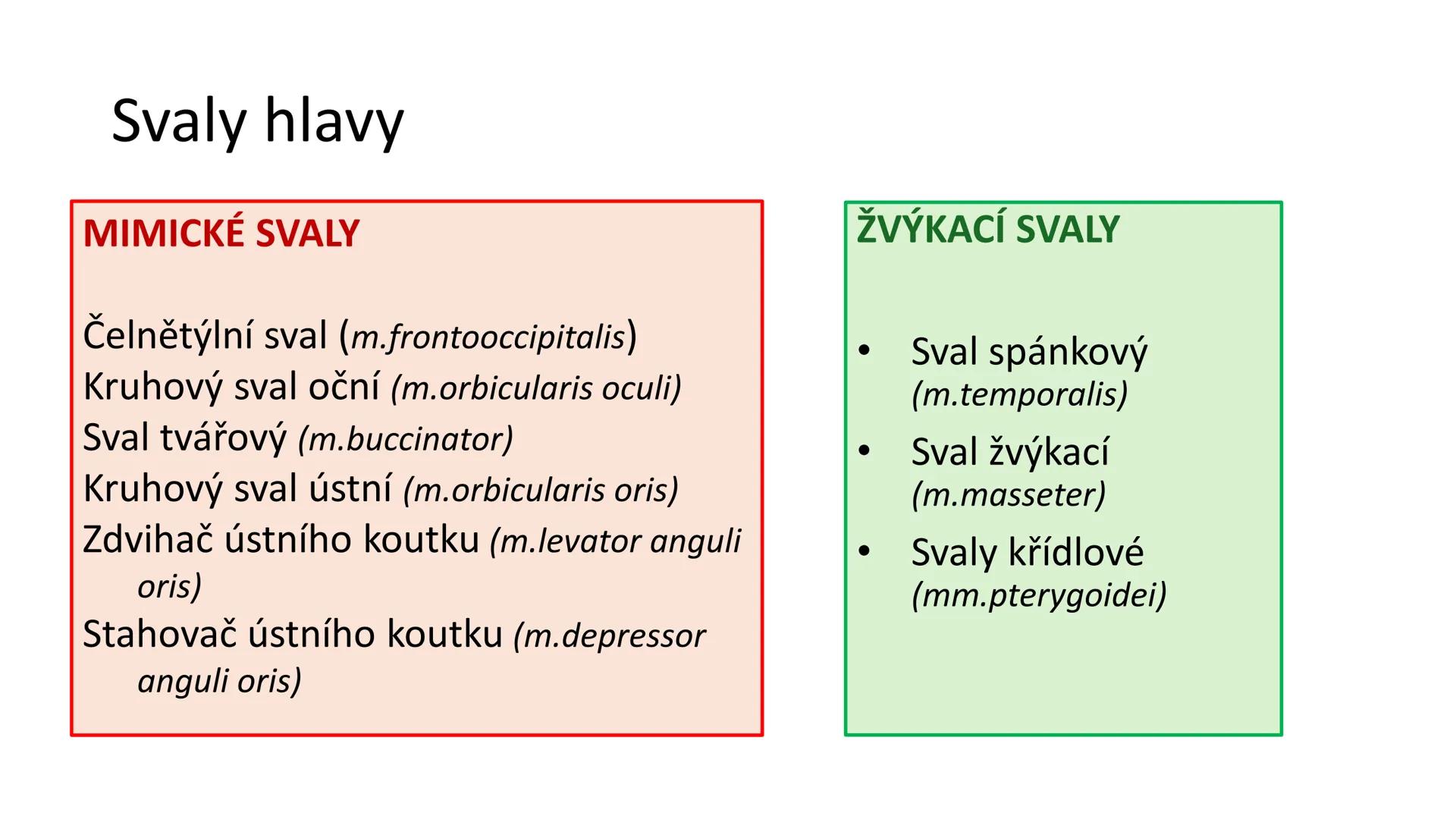 Svalová soustava

SOM ZL

Mgr. Lenka Štorková

kabinet 12 - konzultační hodiny PO 15:05-15:50 Svalová soustava

*   tvoří aktivní pohybový a