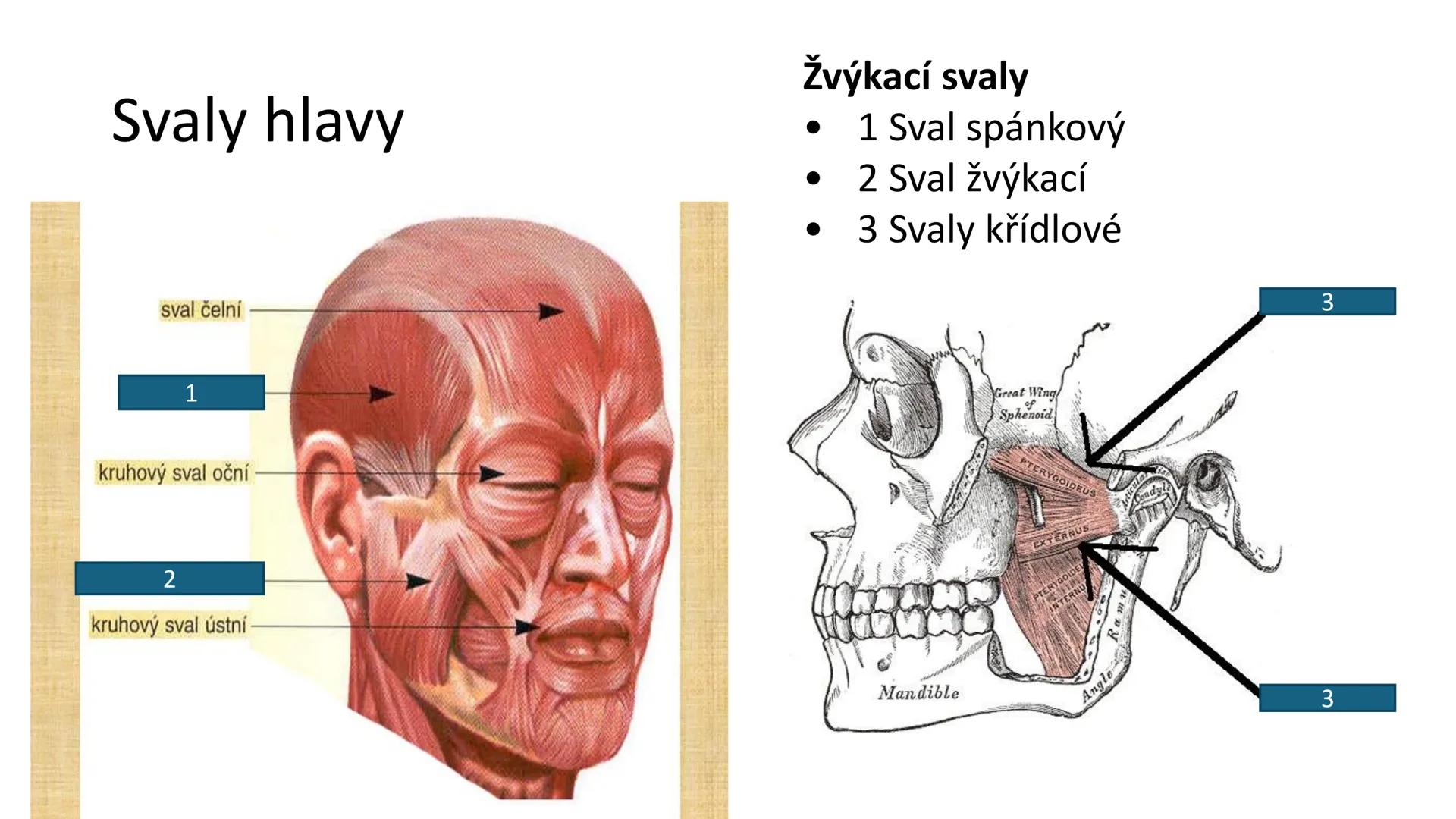 Svalová soustava

SOM ZL

Mgr. Lenka Štorková

kabinet 12 - konzultační hodiny PO 15:05-15:50 Svalová soustava

*   tvoří aktivní pohybový a