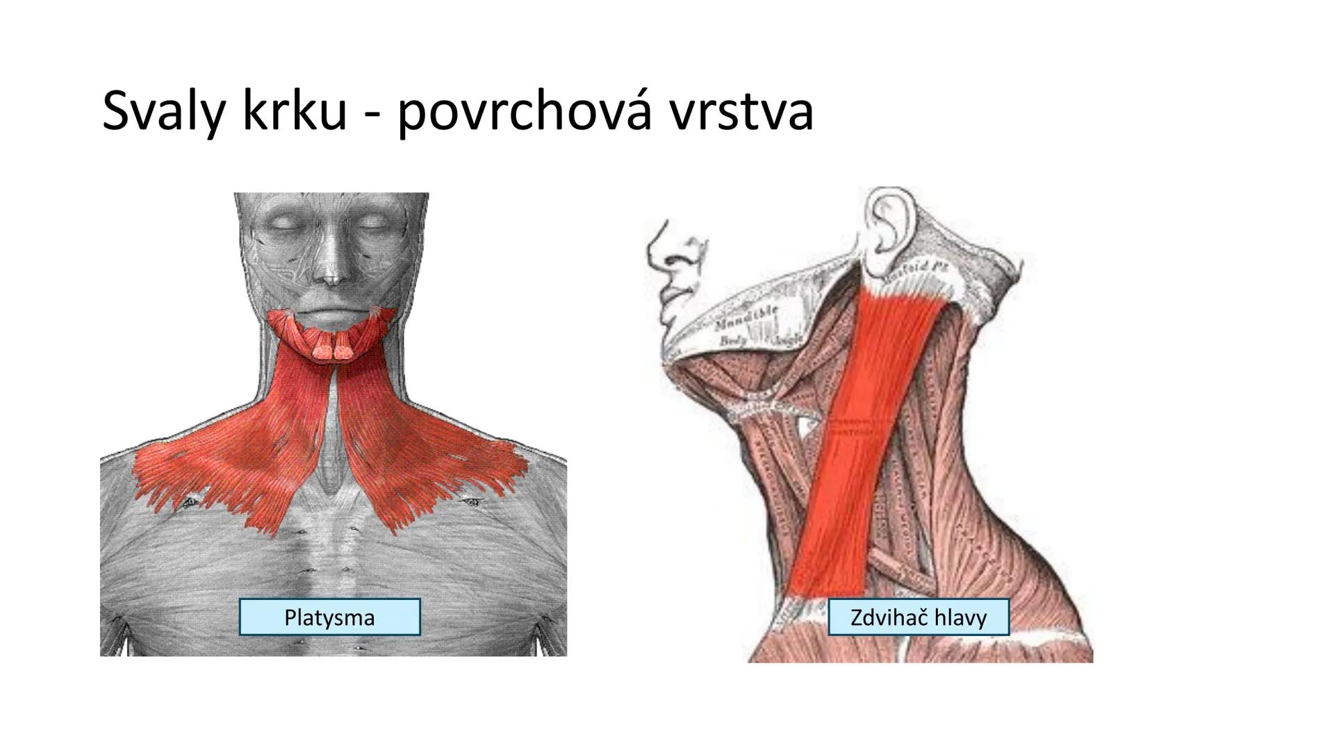 Svalová soustava

SOM ZL

Mgr. Lenka Štorková

kabinet 12 - konzultační hodiny PO 15:05-15:50 Svalová soustava

*   tvoří aktivní pohybový a