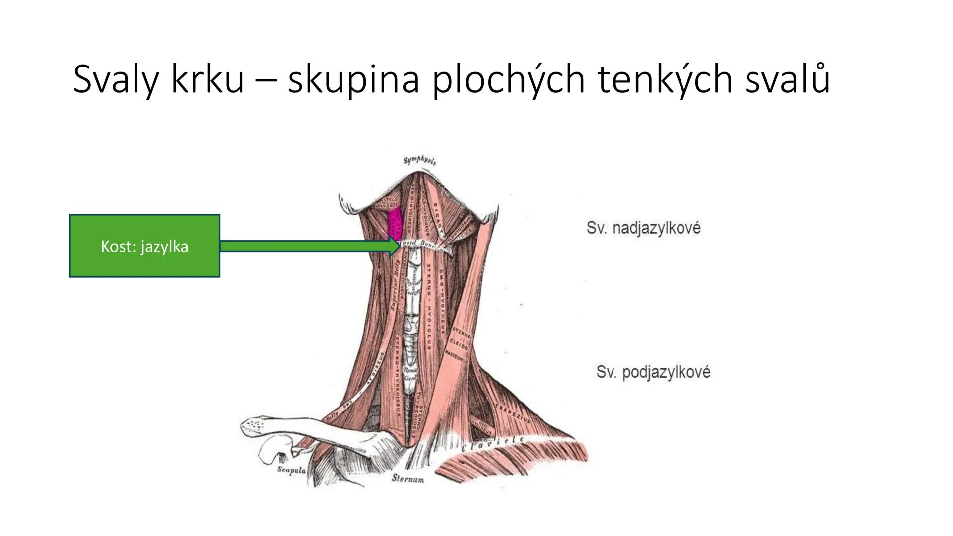 Svalová soustava

SOM ZL

Mgr. Lenka Štorková

kabinet 12 - konzultační hodiny PO 15:05-15:50 Svalová soustava

*   tvoří aktivní pohybový a