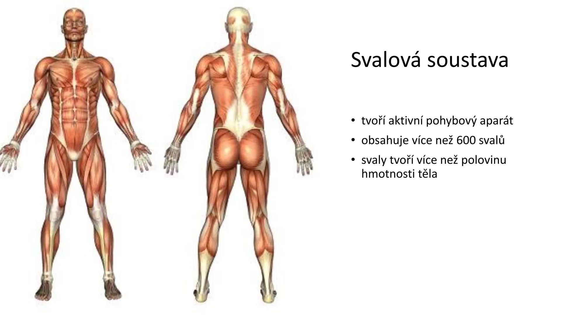 Svalová soustava

SOM ZL

Mgr. Lenka Štorková

kabinet 12 - konzultační hodiny PO 15:05-15:50 Svalová soustava

*   tvoří aktivní pohybový a