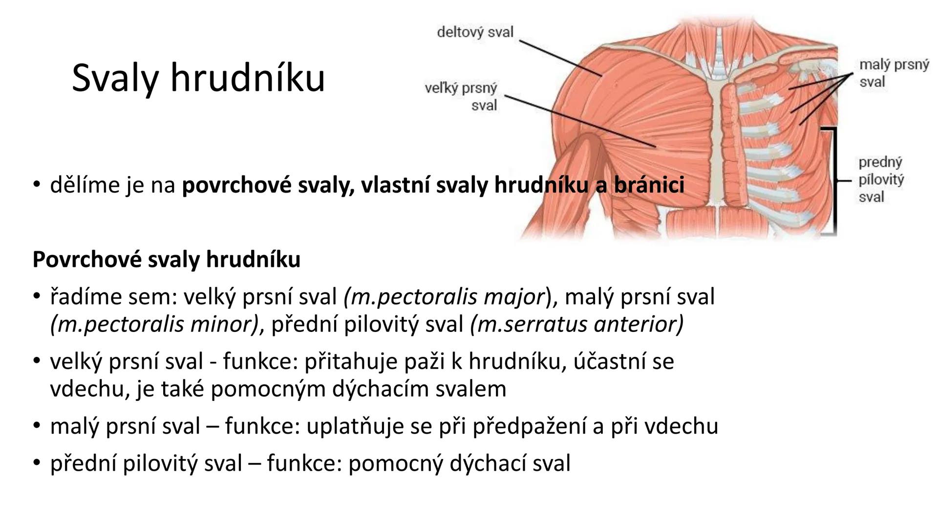 Svalová soustava

SOM ZL

Mgr. Lenka Štorková

kabinet 12 - konzultační hodiny PO 15:05-15:50 Svalová soustava

*   tvoří aktivní pohybový a