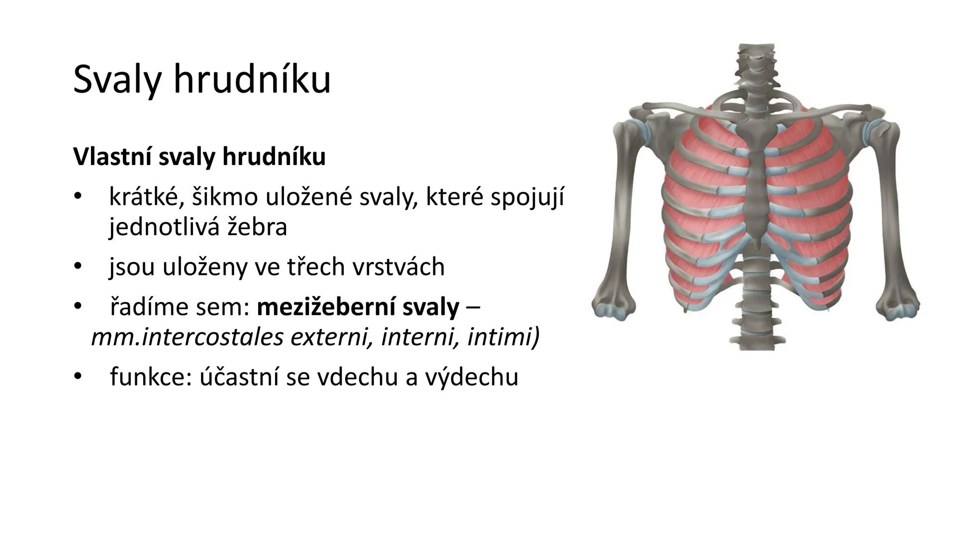 Svalová soustava

SOM ZL

Mgr. Lenka Štorková

kabinet 12 - konzultační hodiny PO 15:05-15:50 Svalová soustava

*   tvoří aktivní pohybový a