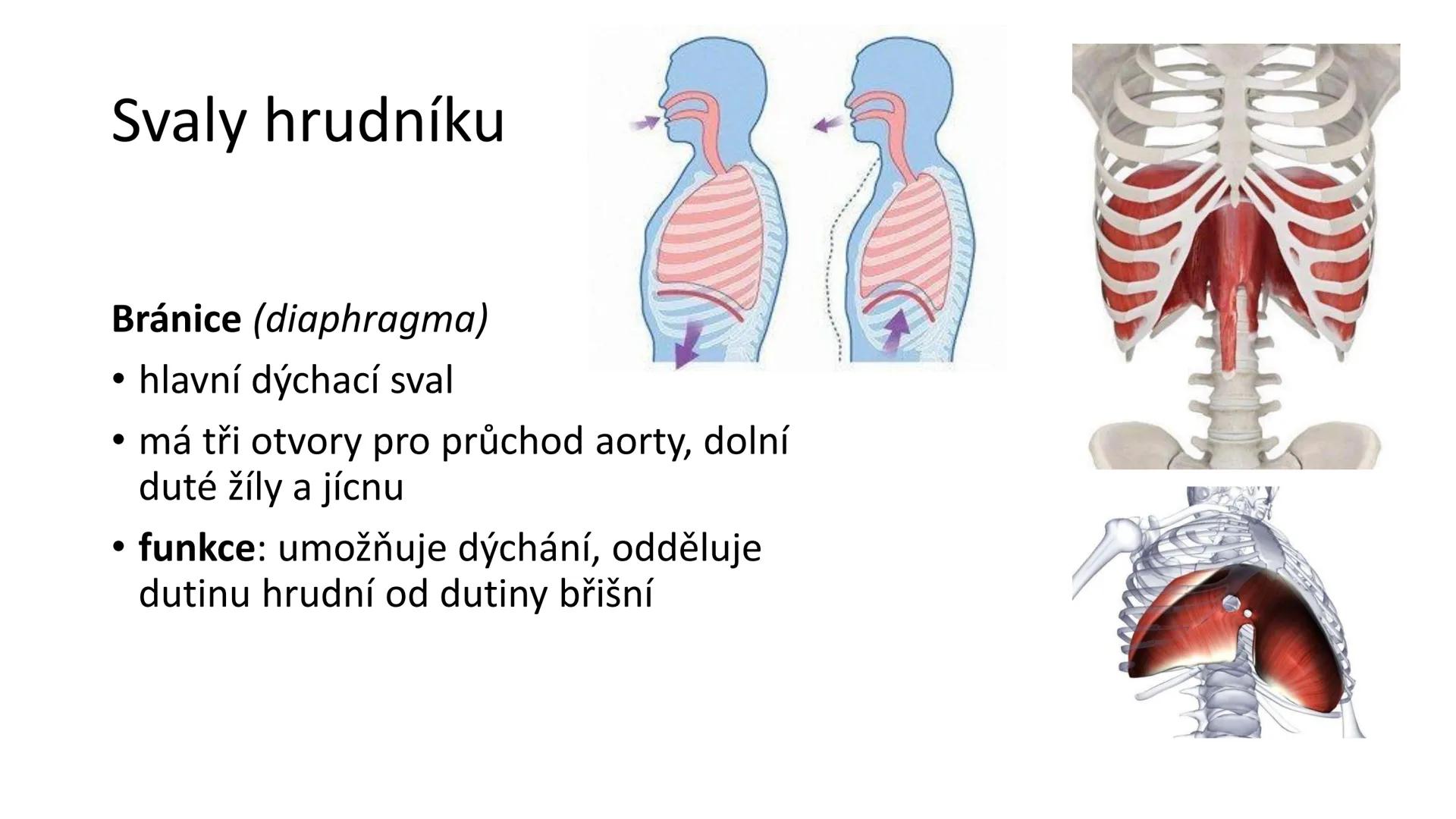 Svalová soustava

SOM ZL

Mgr. Lenka Štorková

kabinet 12 - konzultační hodiny PO 15:05-15:50 Svalová soustava

*   tvoří aktivní pohybový a