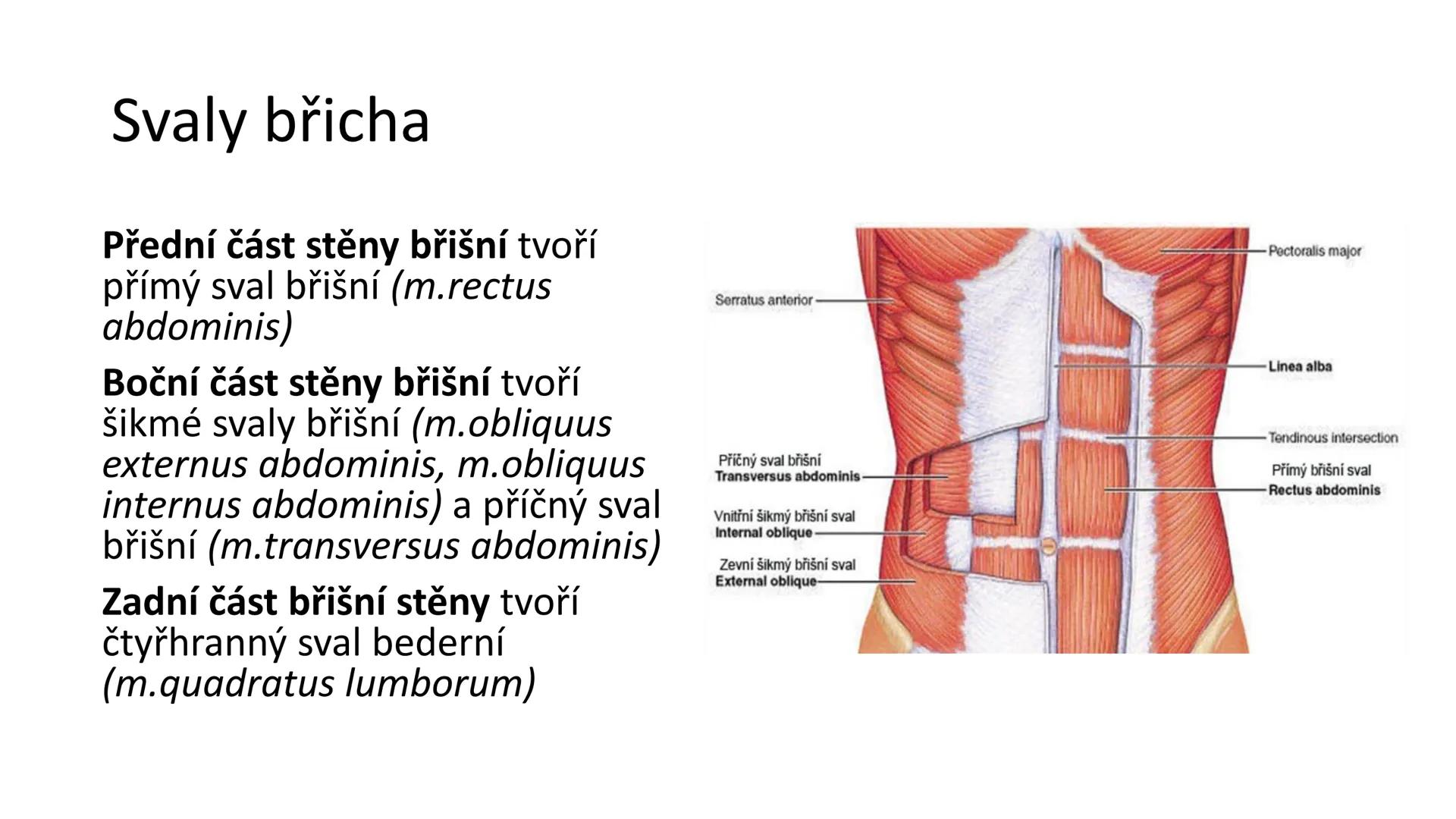 Svalová soustava

SOM ZL

Mgr. Lenka Štorková

kabinet 12 - konzultační hodiny PO 15:05-15:50 Svalová soustava

*   tvoří aktivní pohybový a