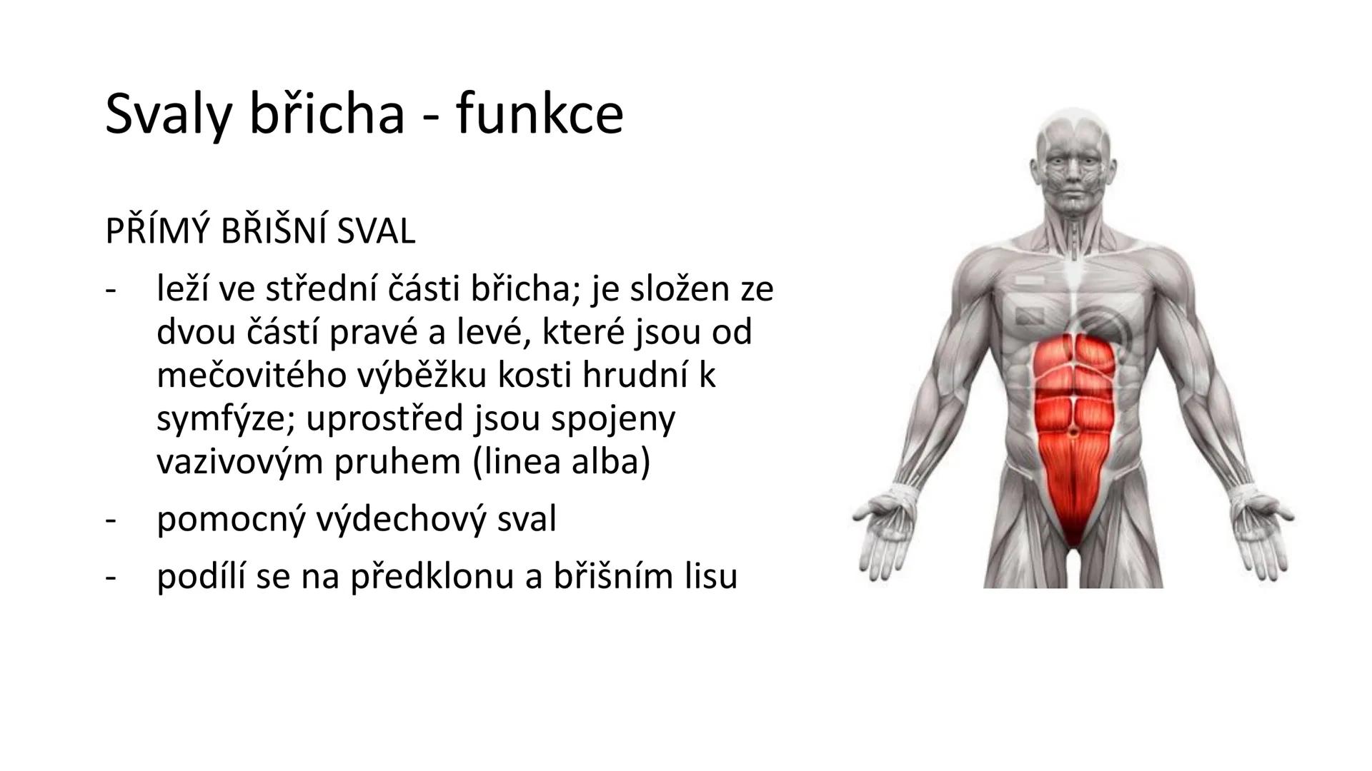 Svalová soustava

SOM ZL

Mgr. Lenka Štorková

kabinet 12 - konzultační hodiny PO 15:05-15:50 Svalová soustava

*   tvoří aktivní pohybový a