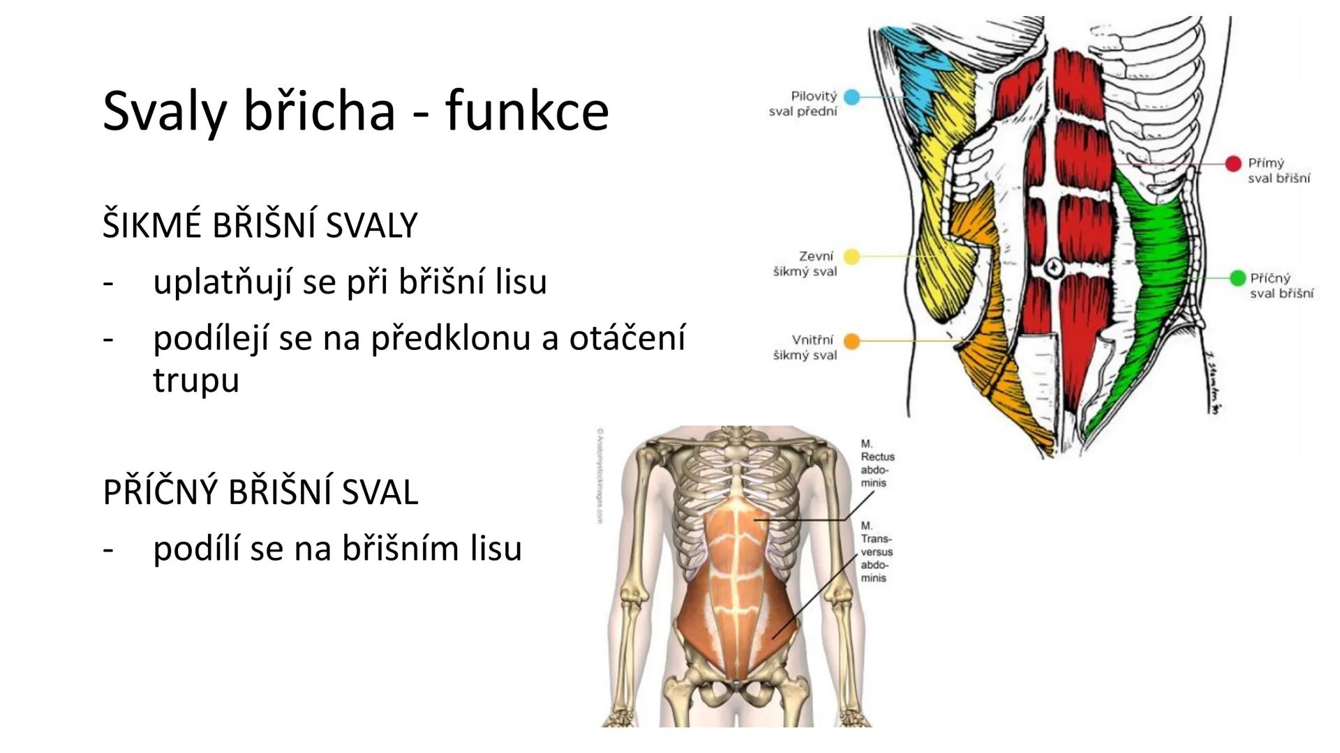 Svalová soustava

SOM ZL

Mgr. Lenka Štorková

kabinet 12 - konzultační hodiny PO 15:05-15:50 Svalová soustava

*   tvoří aktivní pohybový a