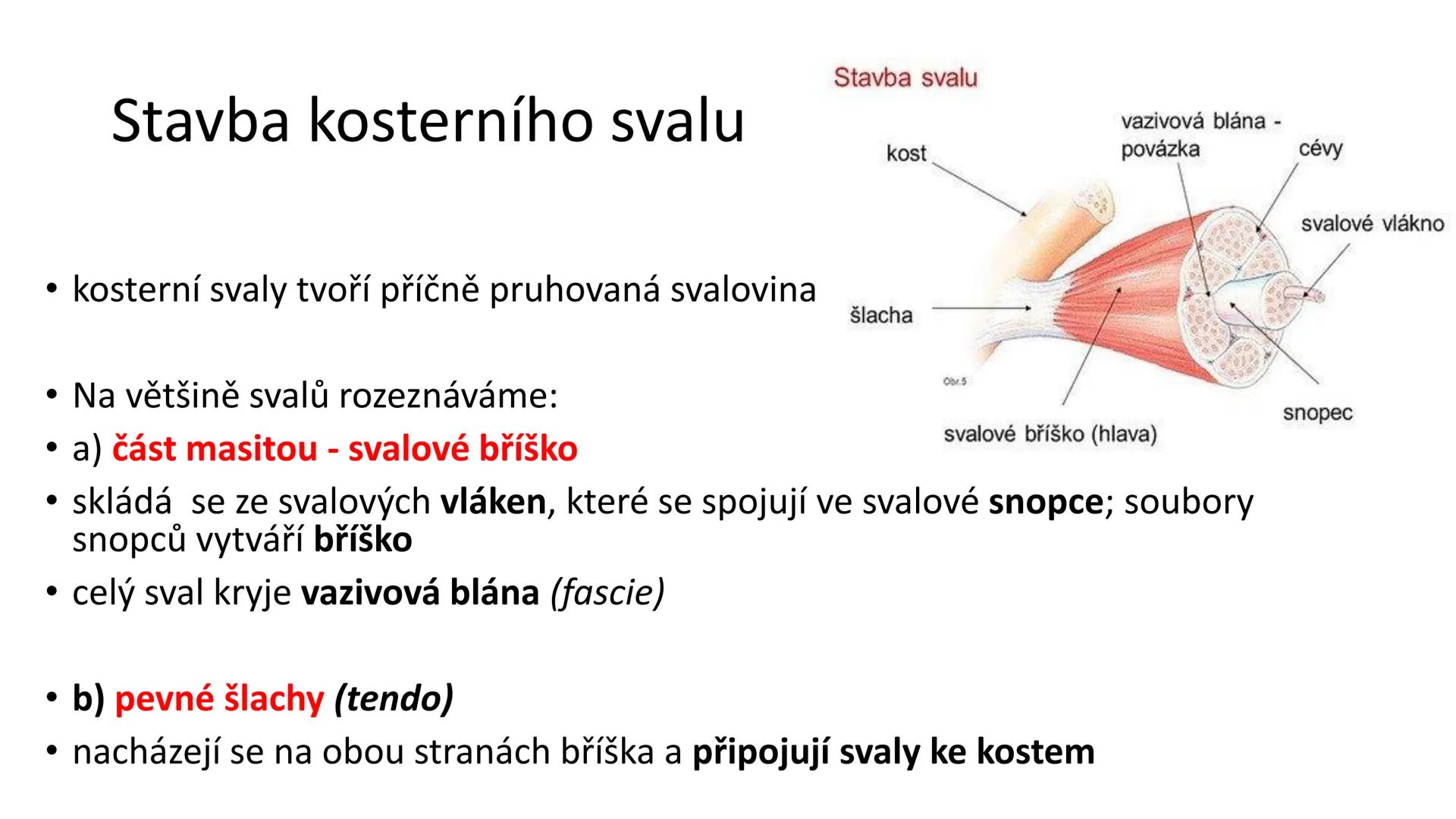 Svalová soustava

SOM ZL

Mgr. Lenka Štorková

kabinet 12 - konzultační hodiny PO 15:05-15:50 Svalová soustava

*   tvoří aktivní pohybový a