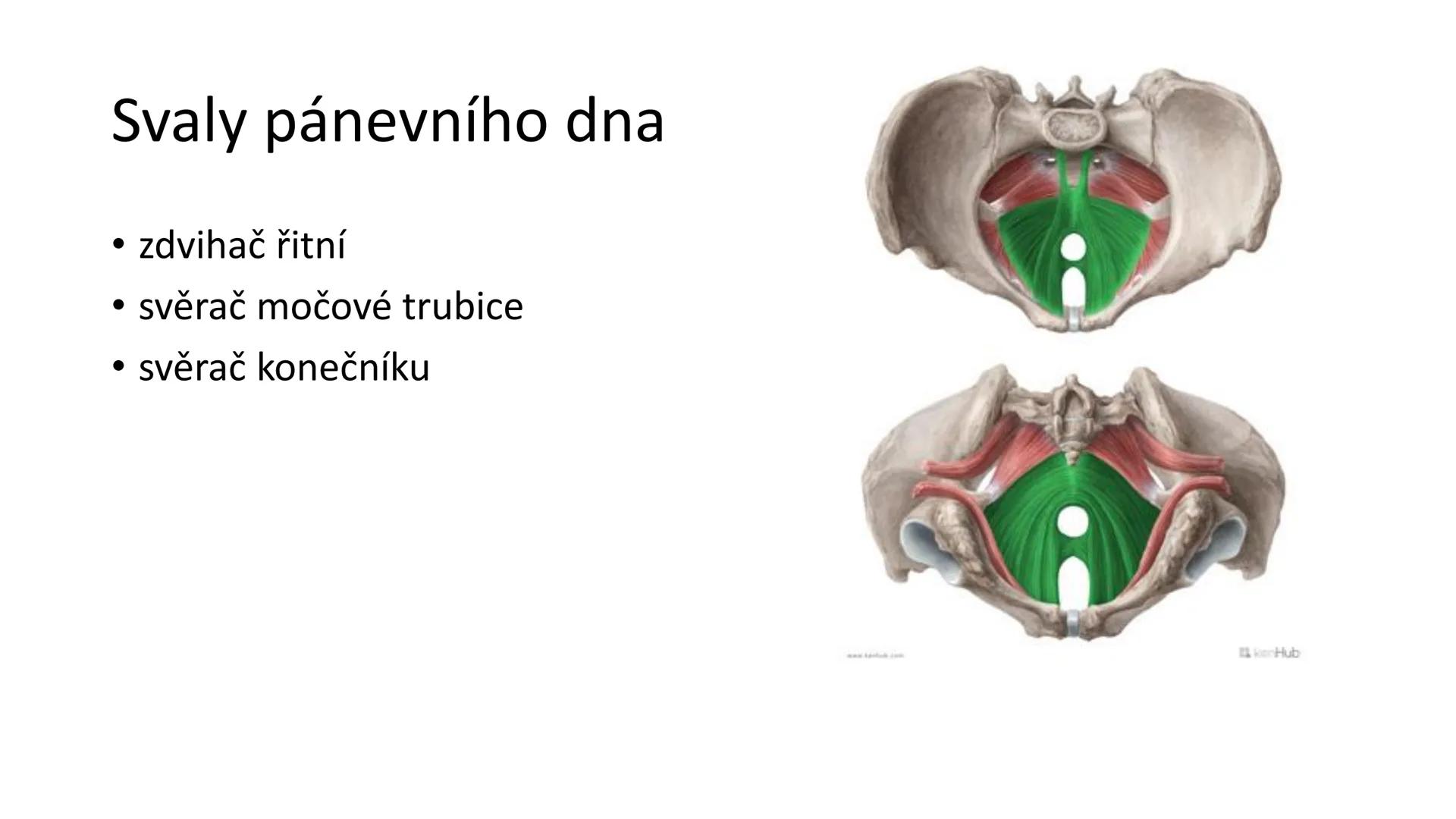 Svalová soustava

SOM ZL

Mgr. Lenka Štorková

kabinet 12 - konzultační hodiny PO 15:05-15:50 Svalová soustava

*   tvoří aktivní pohybový a