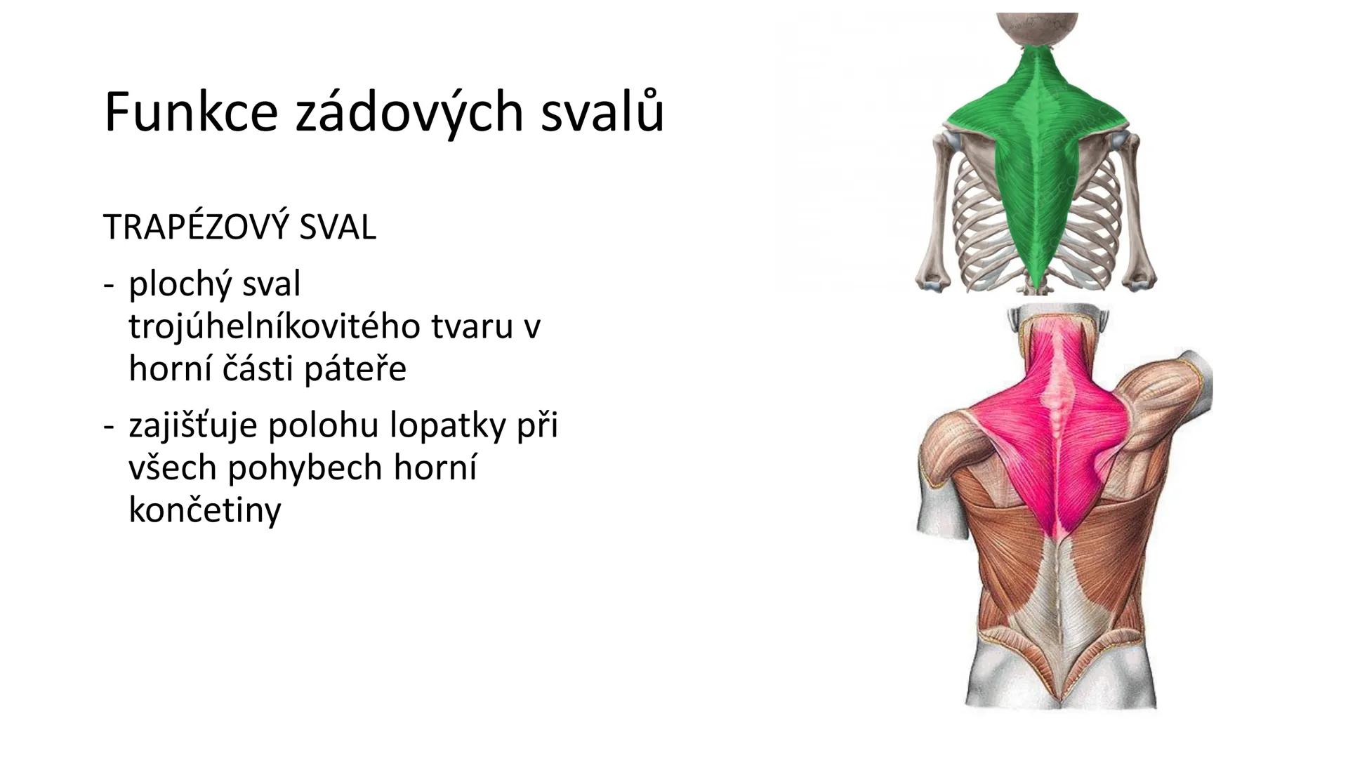 Svalová soustava

SOM ZL

Mgr. Lenka Štorková

kabinet 12 - konzultační hodiny PO 15:05-15:50 Svalová soustava

*   tvoří aktivní pohybový a