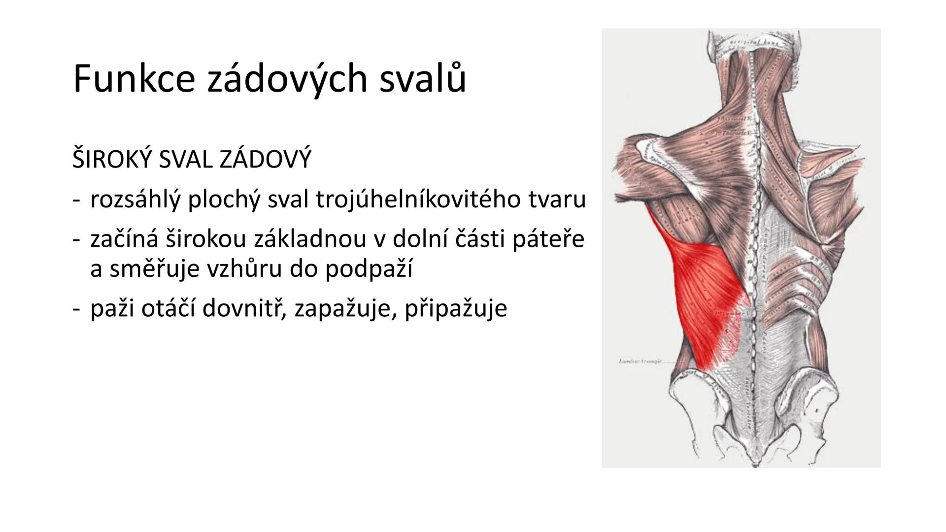 Svalová soustava

SOM ZL

Mgr. Lenka Štorková

kabinet 12 - konzultační hodiny PO 15:05-15:50 Svalová soustava

*   tvoří aktivní pohybový a