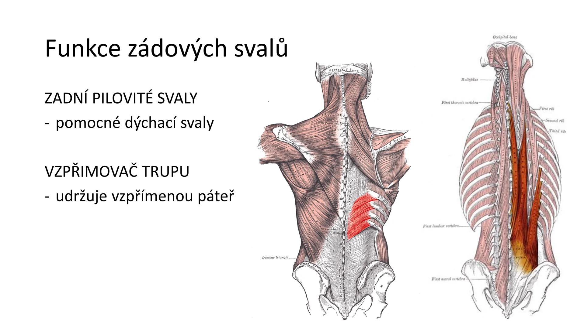 Svalová soustava

SOM ZL

Mgr. Lenka Štorková

kabinet 12 - konzultační hodiny PO 15:05-15:50 Svalová soustava

*   tvoří aktivní pohybový a