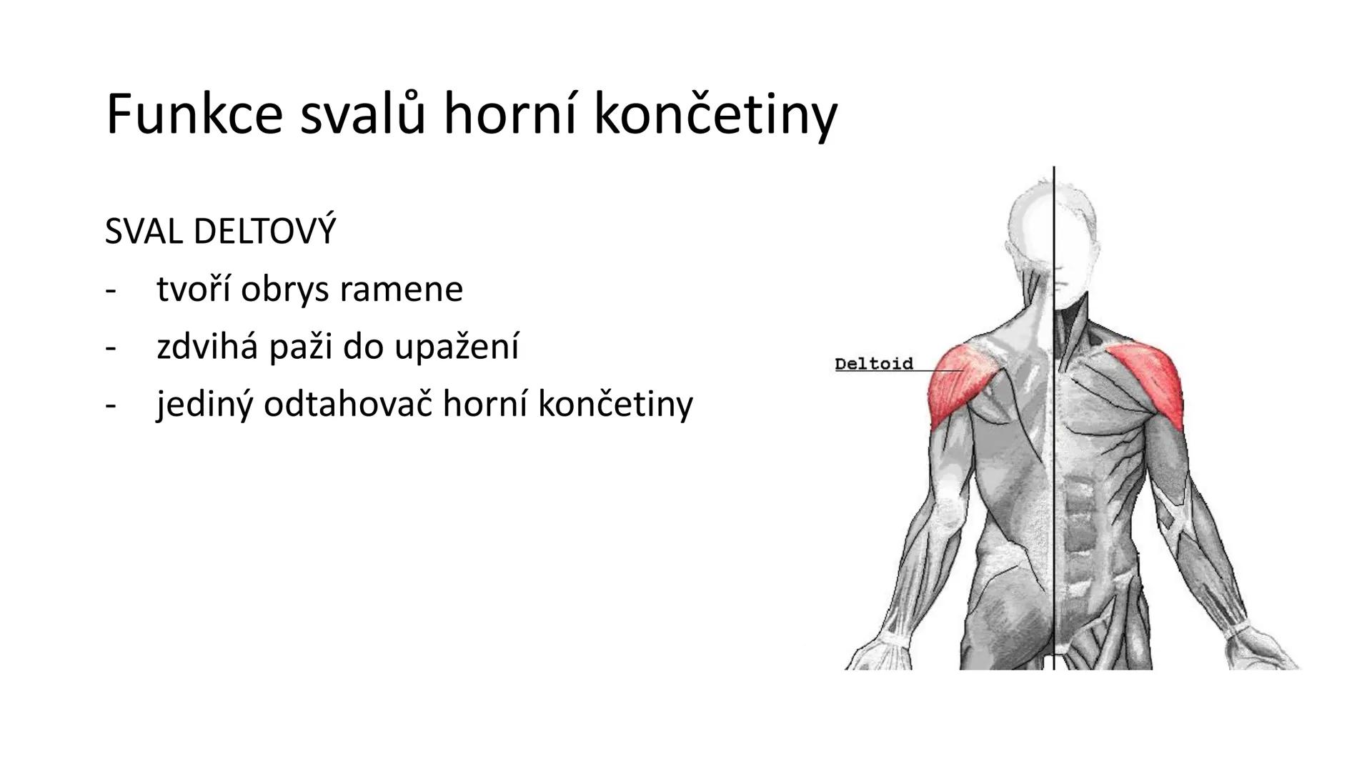 Svalová soustava

SOM ZL

Mgr. Lenka Štorková

kabinet 12 - konzultační hodiny PO 15:05-15:50 Svalová soustava

*   tvoří aktivní pohybový a