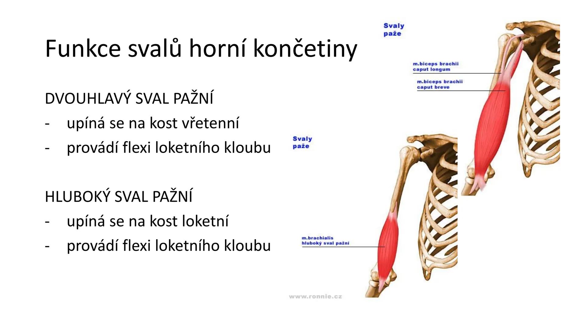 Svalová soustava

SOM ZL

Mgr. Lenka Štorková

kabinet 12 - konzultační hodiny PO 15:05-15:50 Svalová soustava

*   tvoří aktivní pohybový a