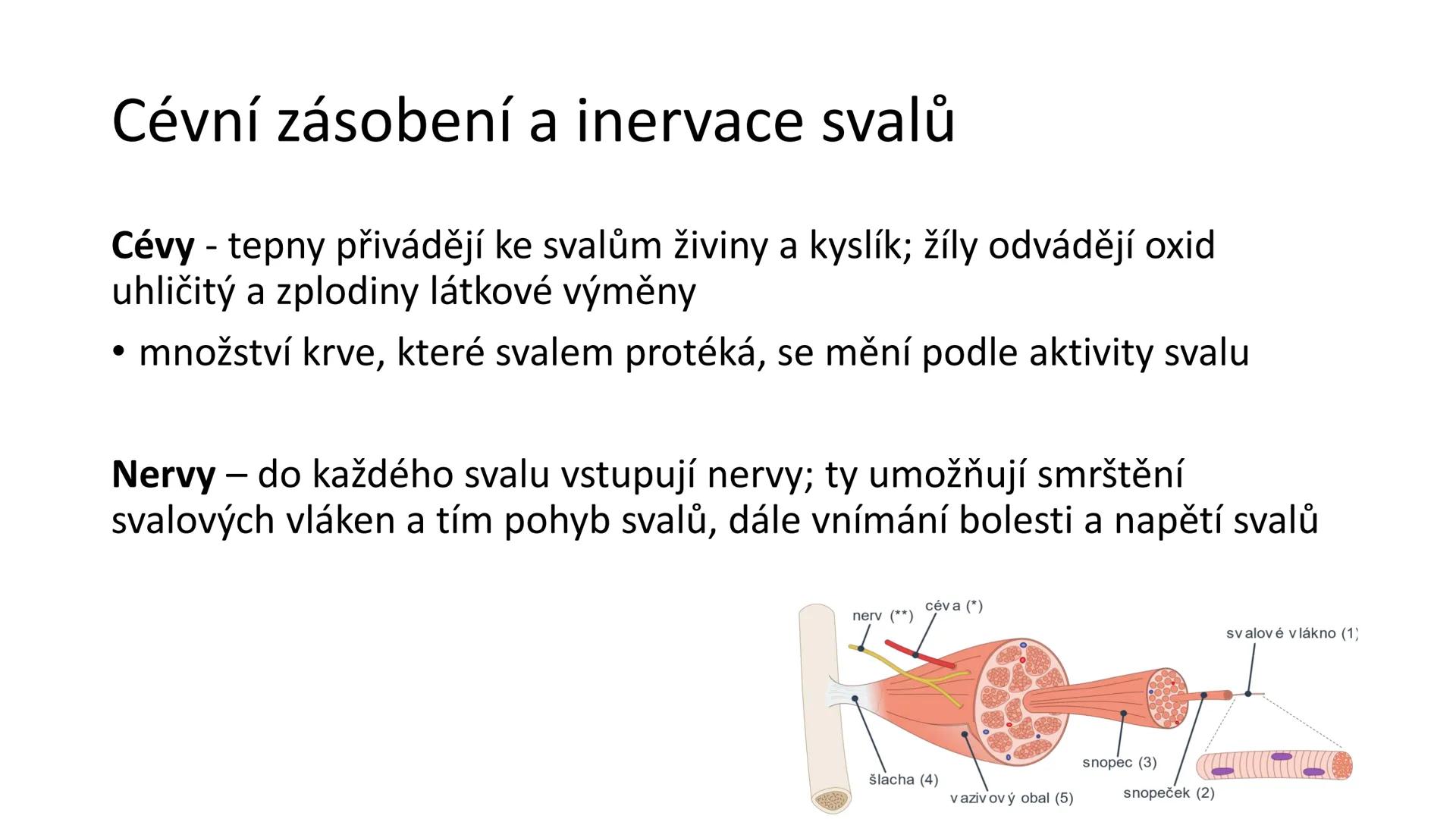 Svalová soustava

SOM ZL

Mgr. Lenka Štorková

kabinet 12 - konzultační hodiny PO 15:05-15:50 Svalová soustava

*   tvoří aktivní pohybový a