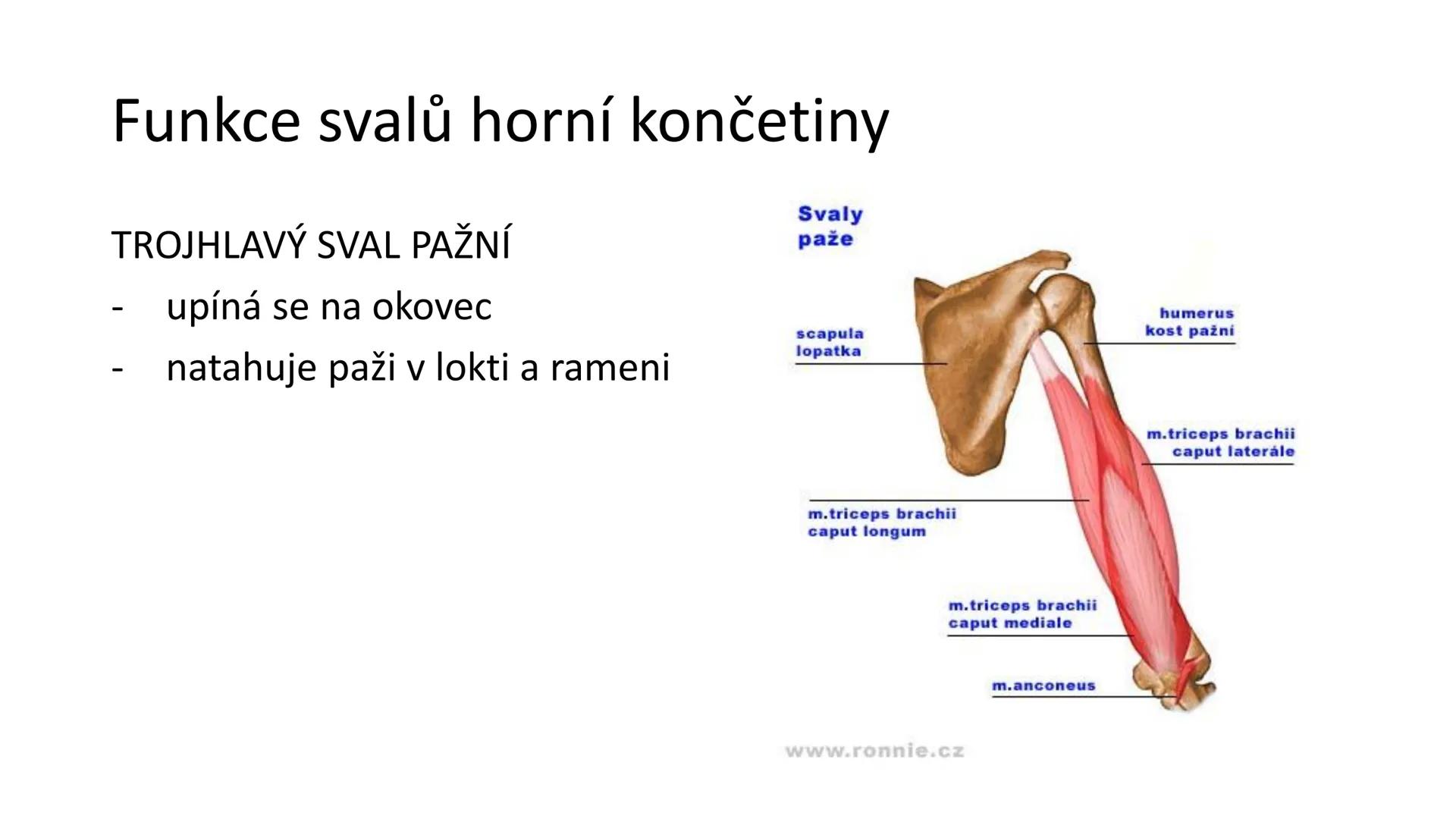 Svalová soustava

SOM ZL

Mgr. Lenka Štorková

kabinet 12 - konzultační hodiny PO 15:05-15:50 Svalová soustava

*   tvoří aktivní pohybový a