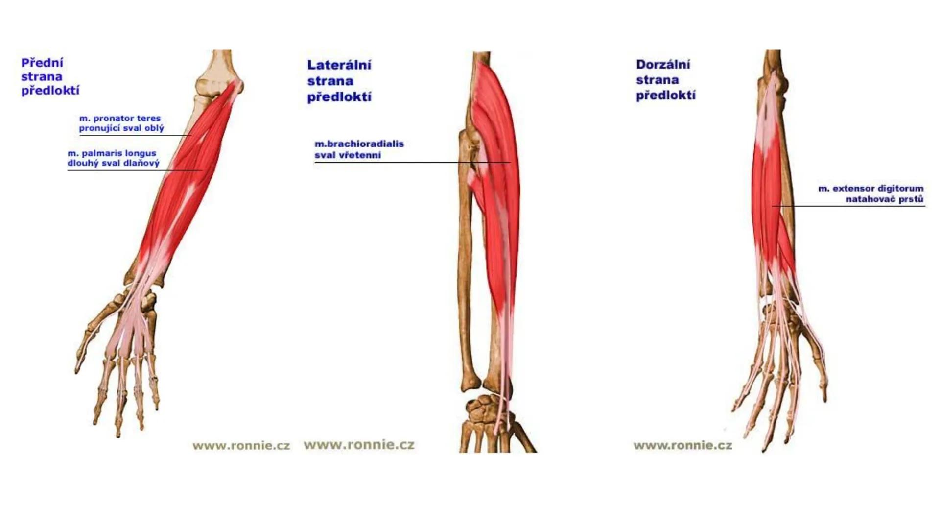 Svalová soustava

SOM ZL

Mgr. Lenka Štorková

kabinet 12 - konzultační hodiny PO 15:05-15:50 Svalová soustava

*   tvoří aktivní pohybový a