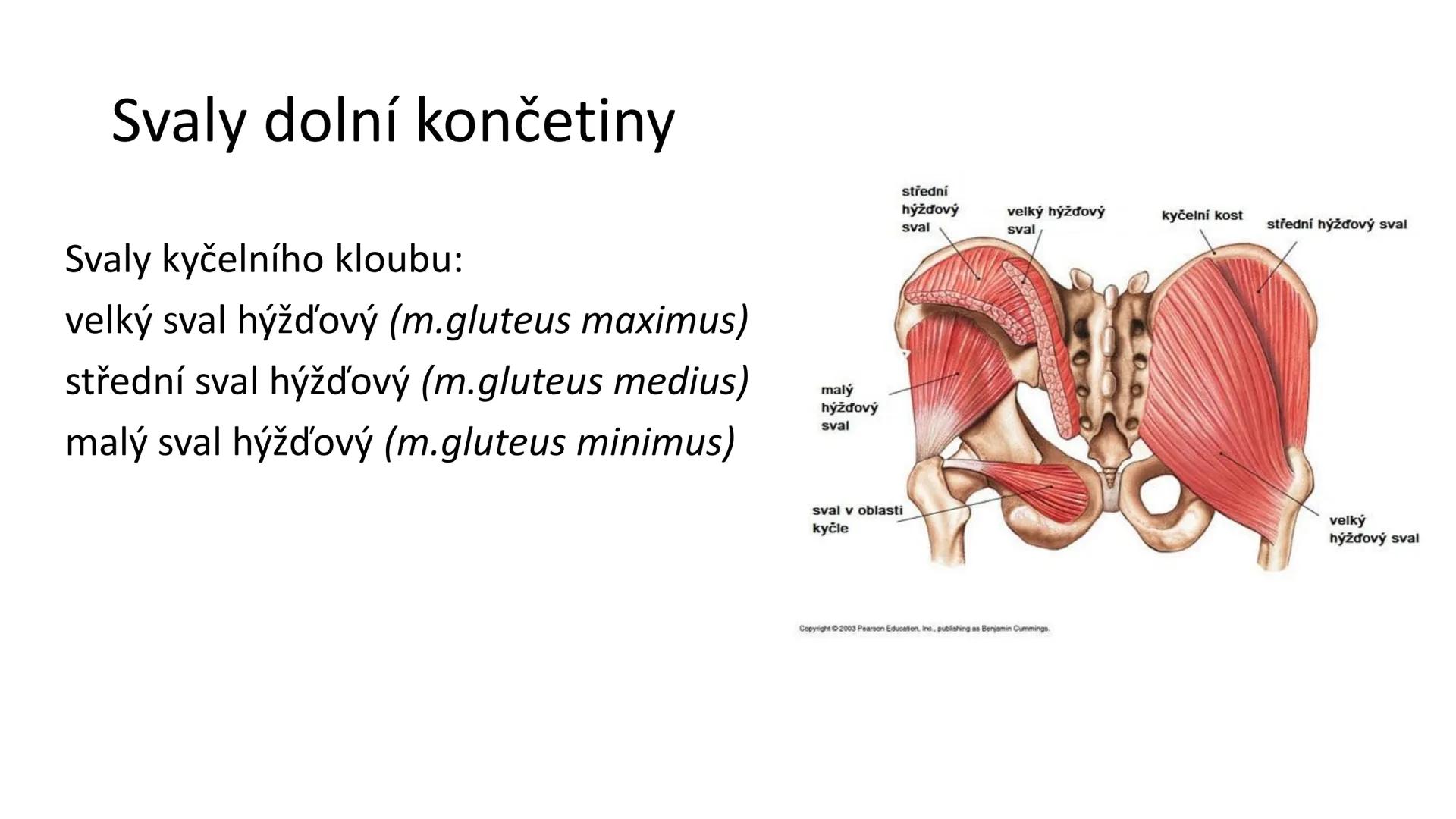 Svalová soustava

SOM ZL

Mgr. Lenka Štorková

kabinet 12 - konzultační hodiny PO 15:05-15:50 Svalová soustava

*   tvoří aktivní pohybový a