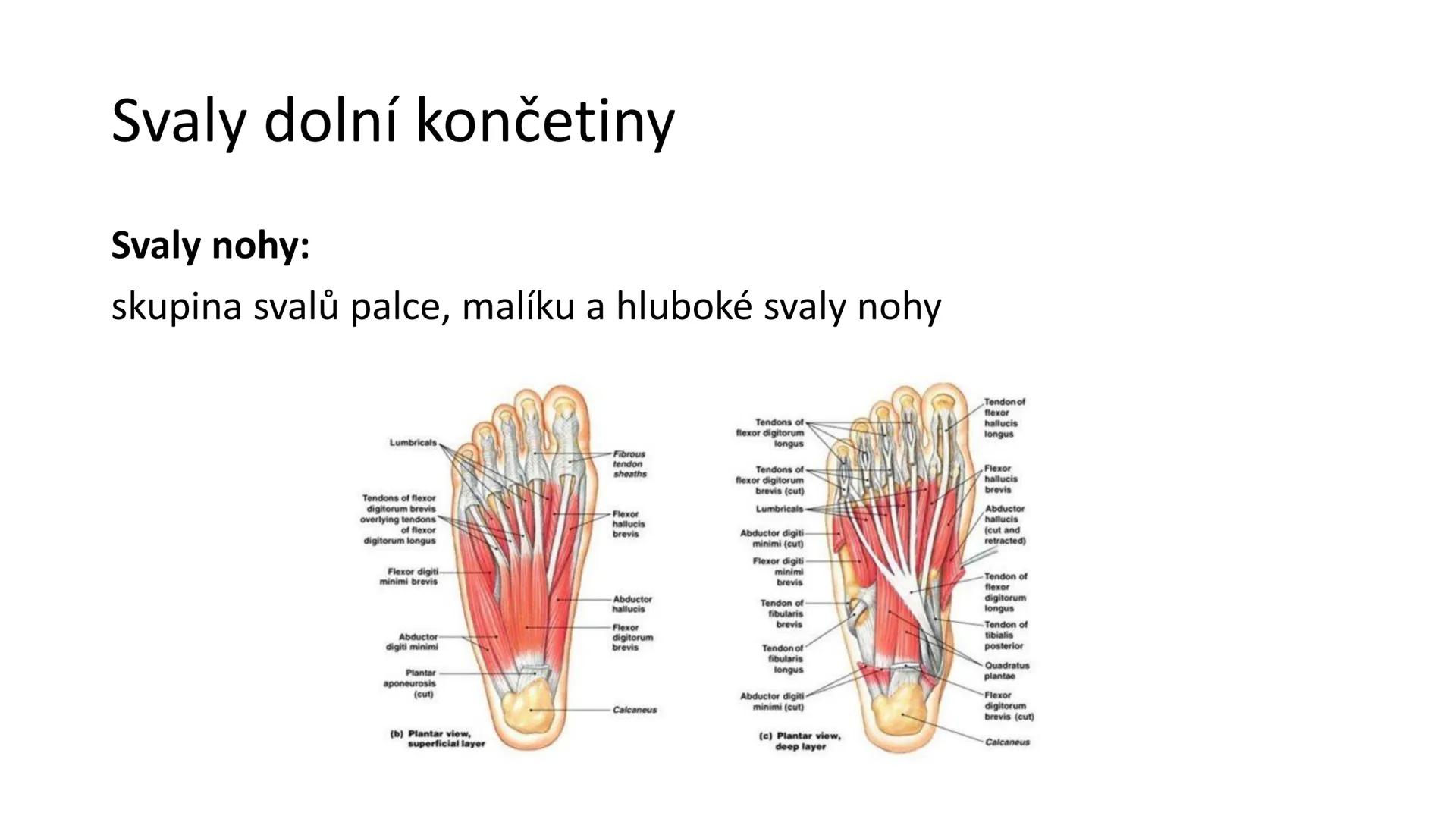 Svalová soustava

SOM ZL

Mgr. Lenka Štorková

kabinet 12 - konzultační hodiny PO 15:05-15:50 Svalová soustava

*   tvoří aktivní pohybový a