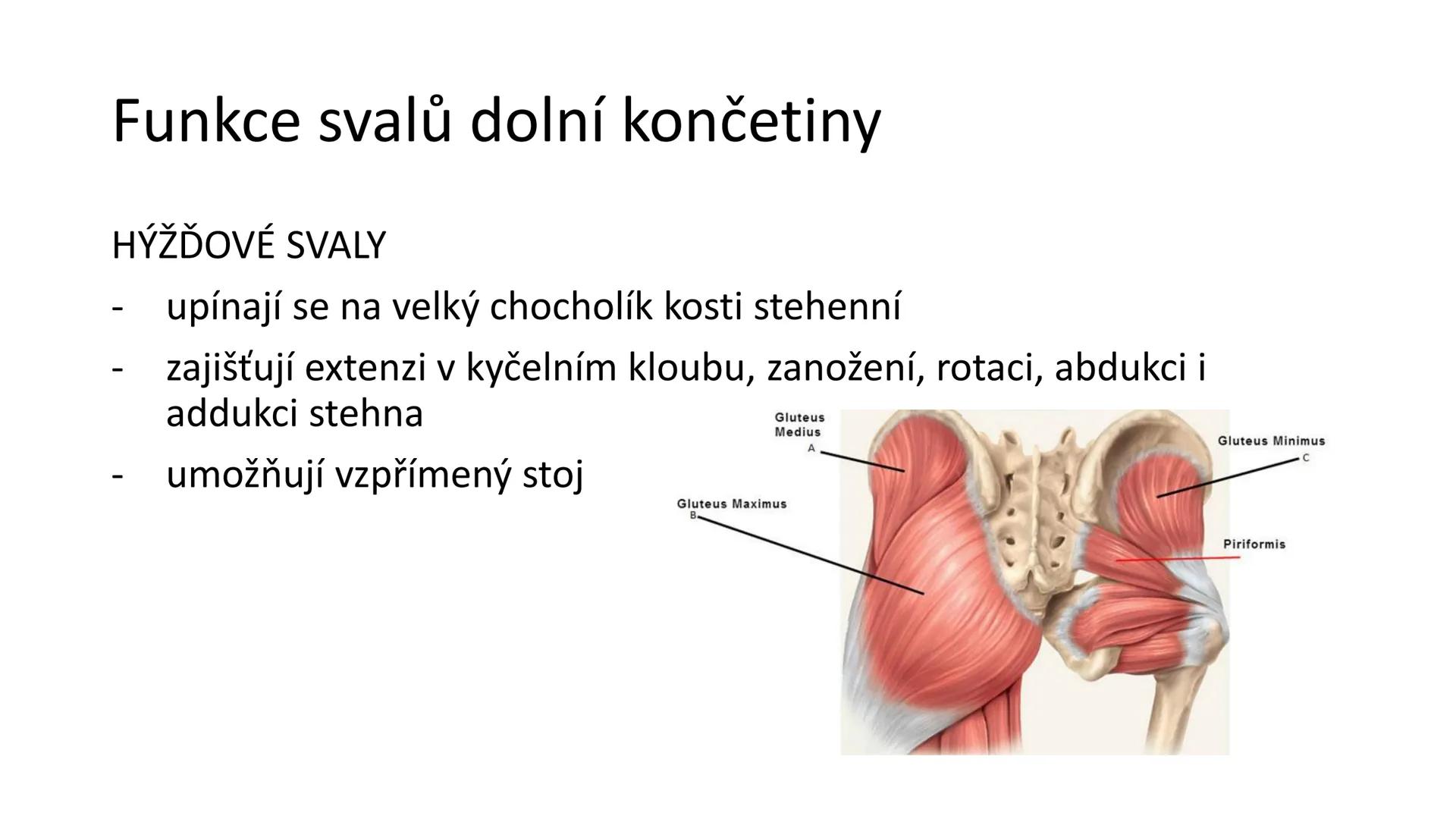 Svalová soustava

SOM ZL

Mgr. Lenka Štorková

kabinet 12 - konzultační hodiny PO 15:05-15:50 Svalová soustava

*   tvoří aktivní pohybový a
