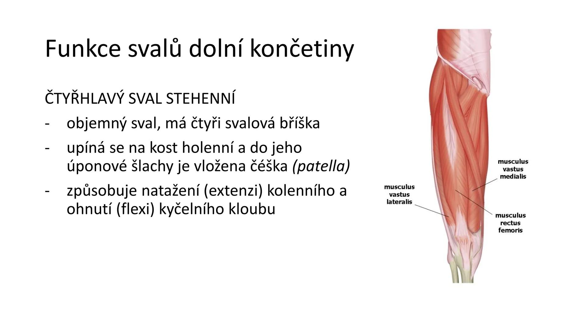 Svalová soustava

SOM ZL

Mgr. Lenka Štorková

kabinet 12 - konzultační hodiny PO 15:05-15:50 Svalová soustava

*   tvoří aktivní pohybový a