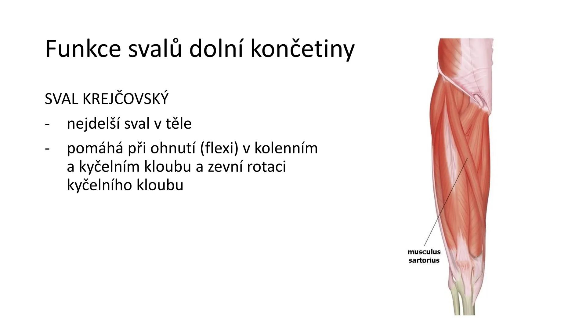 Svalová soustava

SOM ZL

Mgr. Lenka Štorková

kabinet 12 - konzultační hodiny PO 15:05-15:50 Svalová soustava

*   tvoří aktivní pohybový a