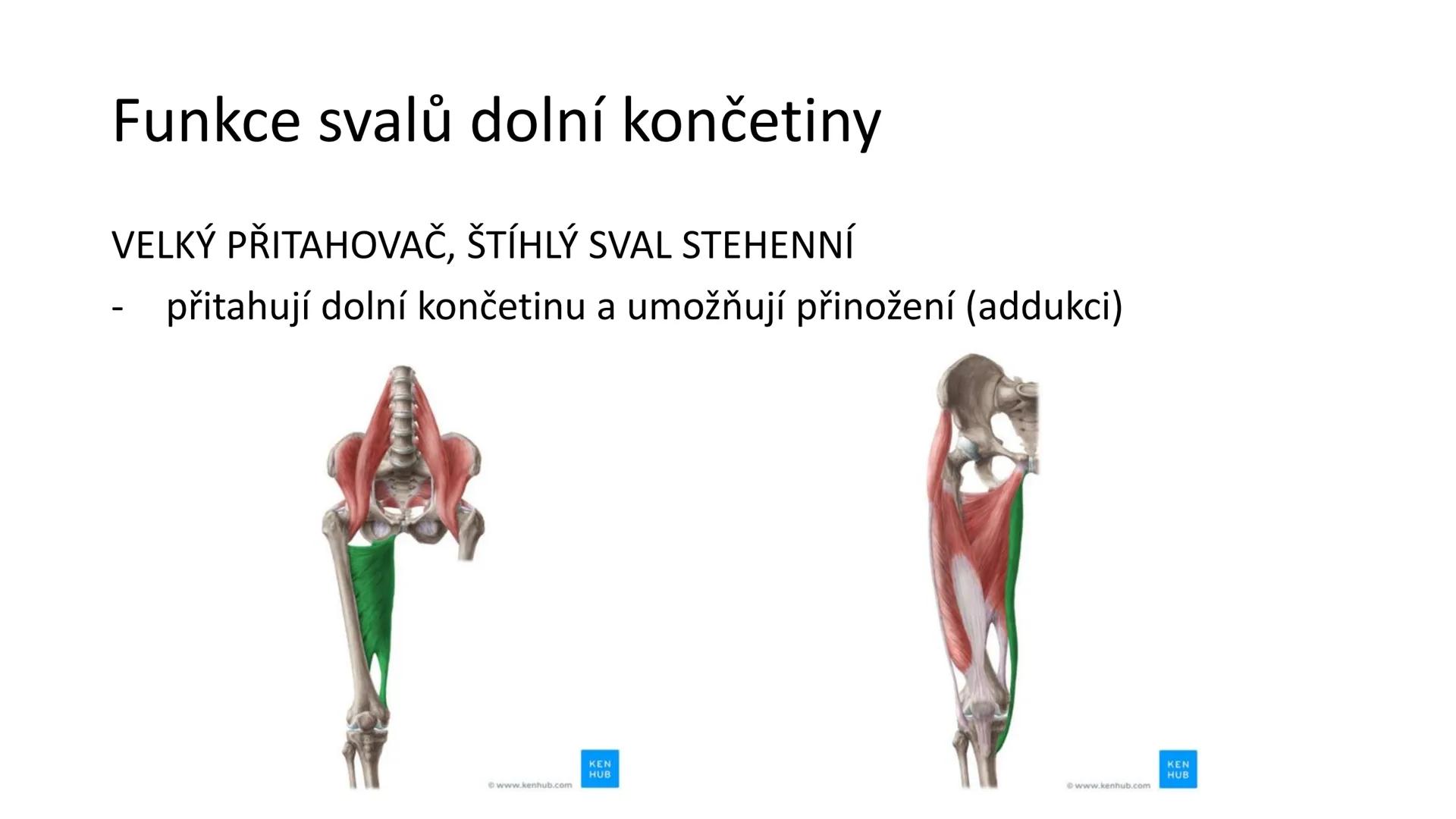 Svalová soustava

SOM ZL

Mgr. Lenka Štorková

kabinet 12 - konzultační hodiny PO 15:05-15:50 Svalová soustava

*   tvoří aktivní pohybový a