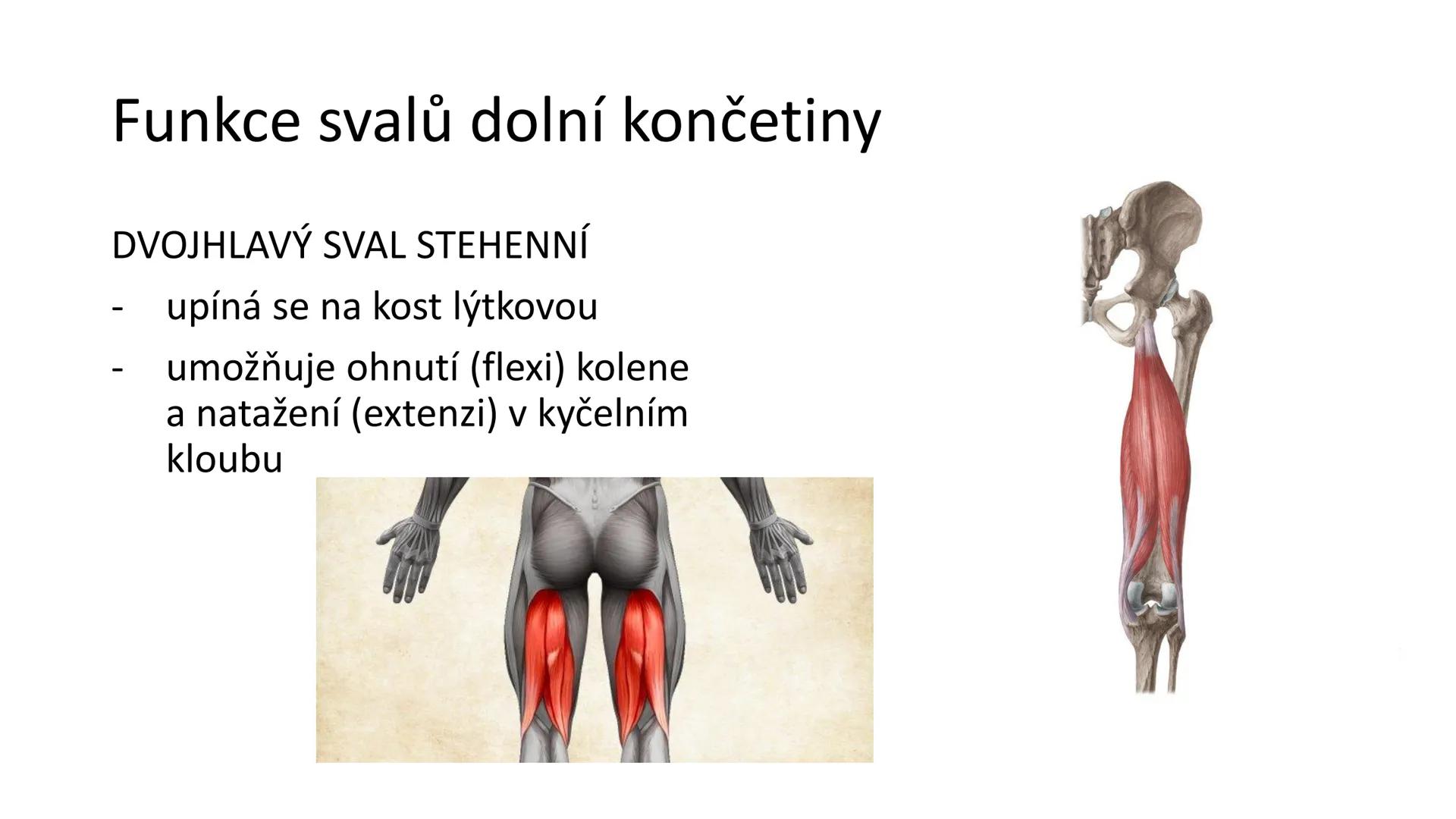 Svalová soustava

SOM ZL

Mgr. Lenka Štorková

kabinet 12 - konzultační hodiny PO 15:05-15:50 Svalová soustava

*   tvoří aktivní pohybový a