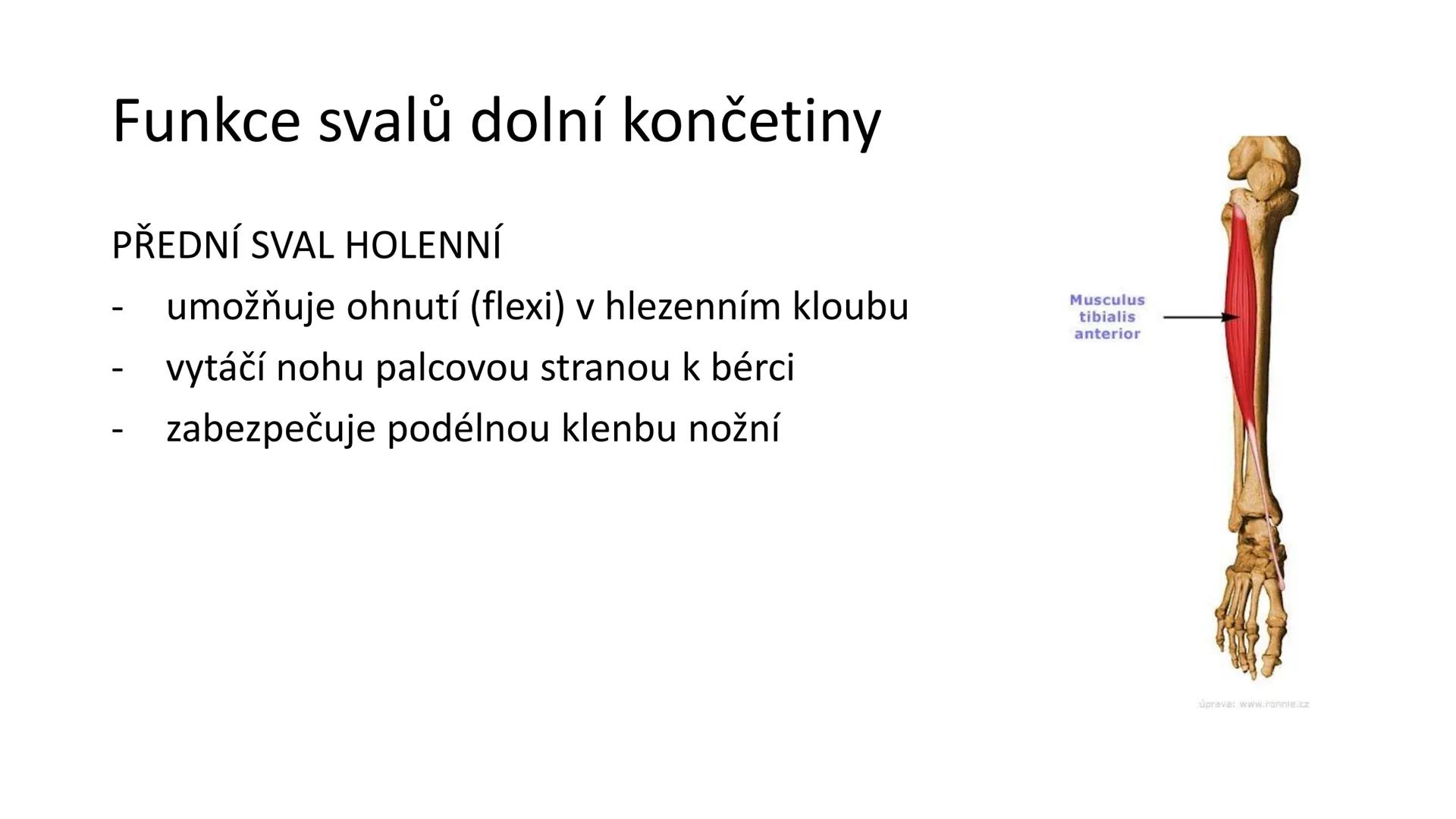Svalová soustava

SOM ZL

Mgr. Lenka Štorková

kabinet 12 - konzultační hodiny PO 15:05-15:50 Svalová soustava

*   tvoří aktivní pohybový a