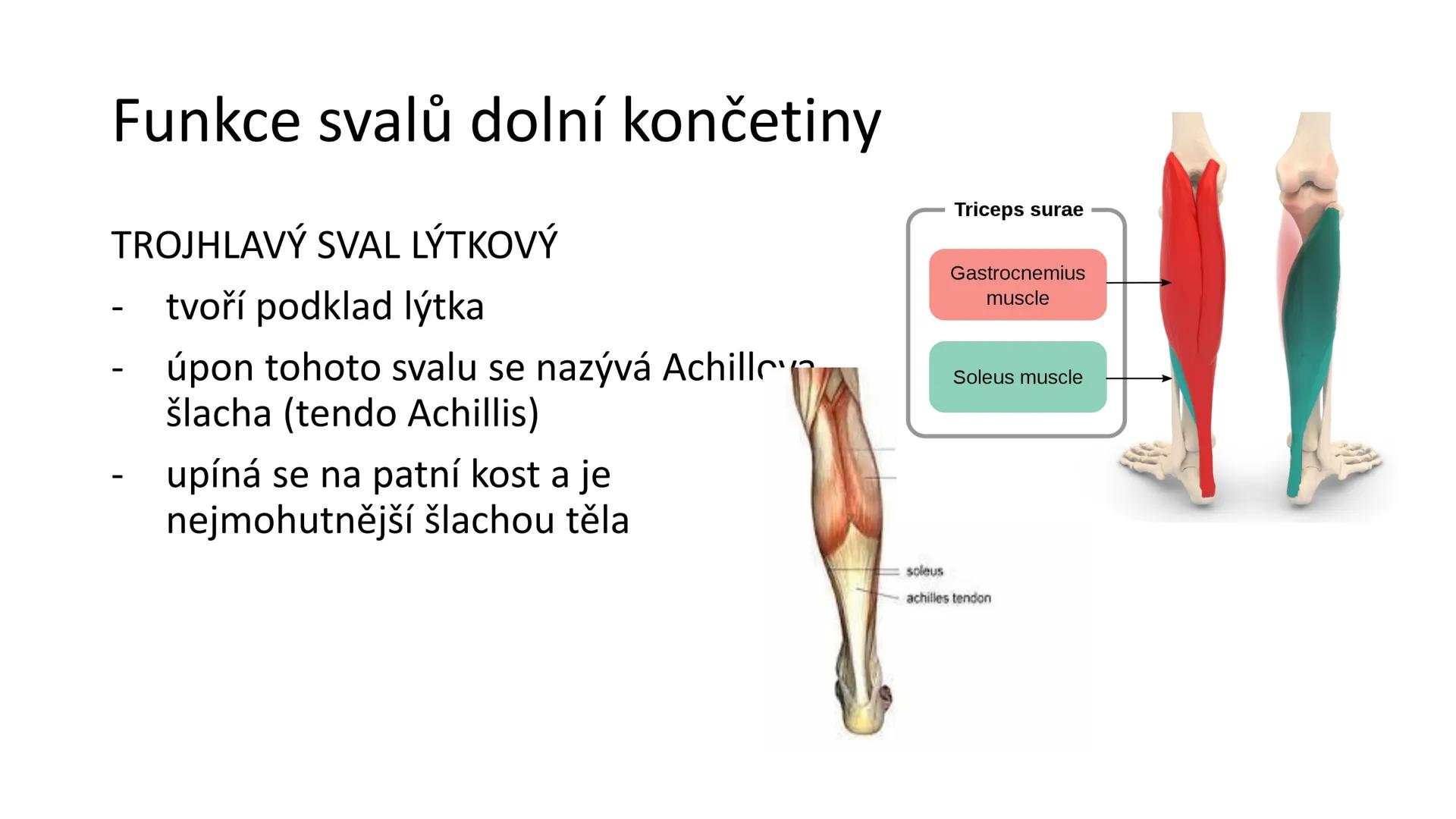 Svalová soustava

SOM ZL

Mgr. Lenka Štorková

kabinet 12 - konzultační hodiny PO 15:05-15:50 Svalová soustava

*   tvoří aktivní pohybový a