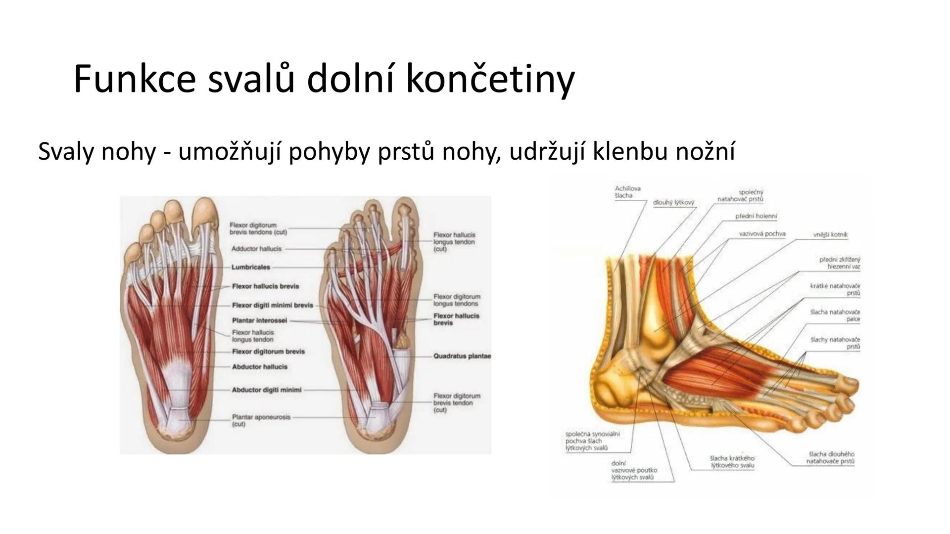 Svalová soustava

SOM ZL

Mgr. Lenka Štorková

kabinet 12 - konzultační hodiny PO 15:05-15:50 Svalová soustava

*   tvoří aktivní pohybový a