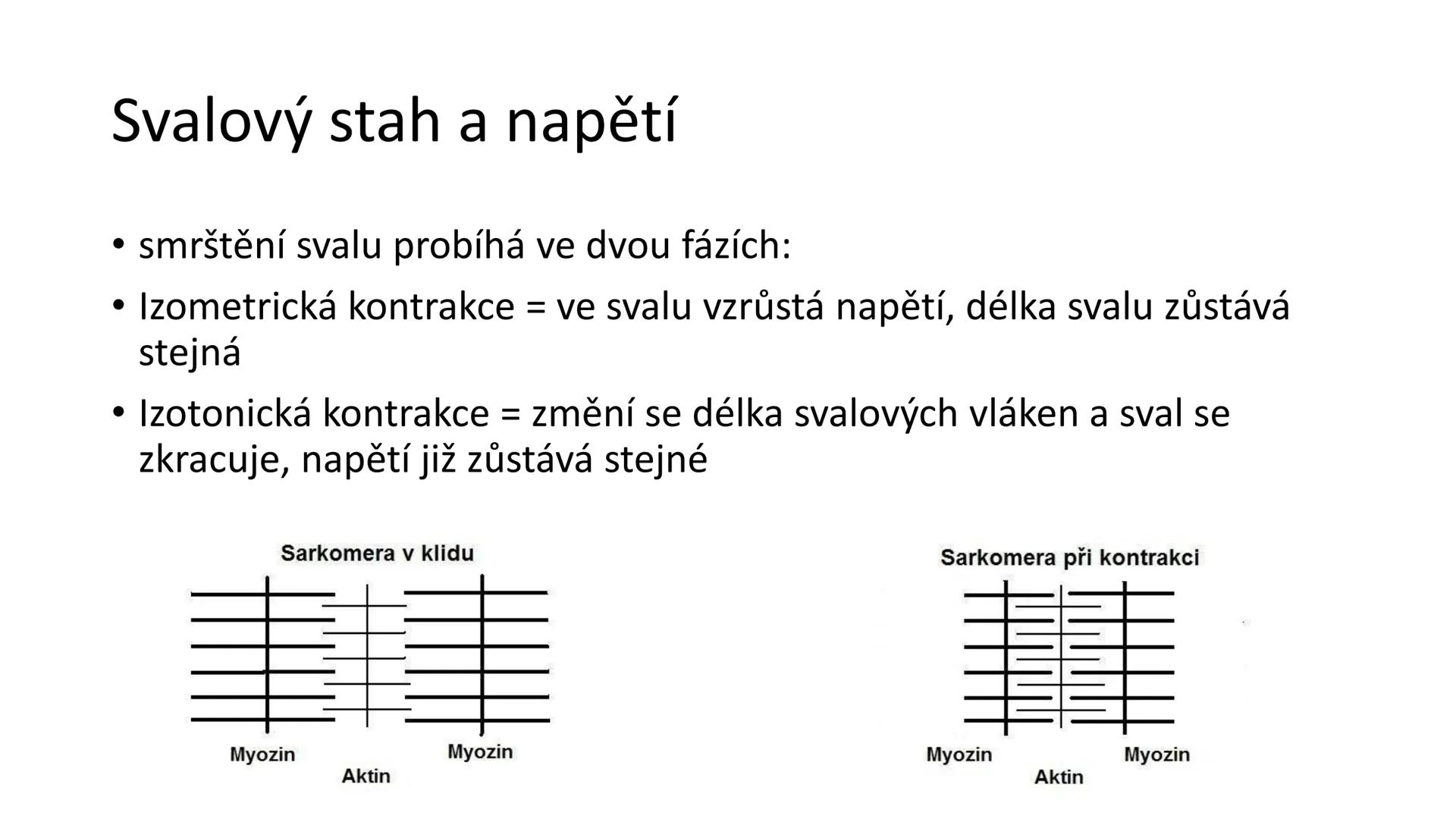 Svalová soustava

SOM ZL

Mgr. Lenka Štorková

kabinet 12 - konzultační hodiny PO 15:05-15:50 Svalová soustava

*   tvoří aktivní pohybový a
