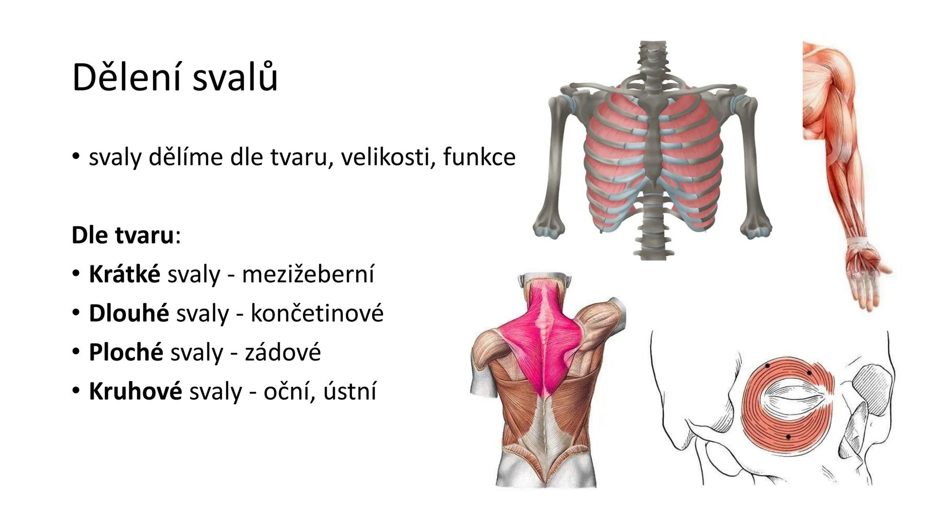 Svalová soustava

SOM ZL

Mgr. Lenka Štorková

kabinet 12 - konzultační hodiny PO 15:05-15:50 Svalová soustava

*   tvoří aktivní pohybový a